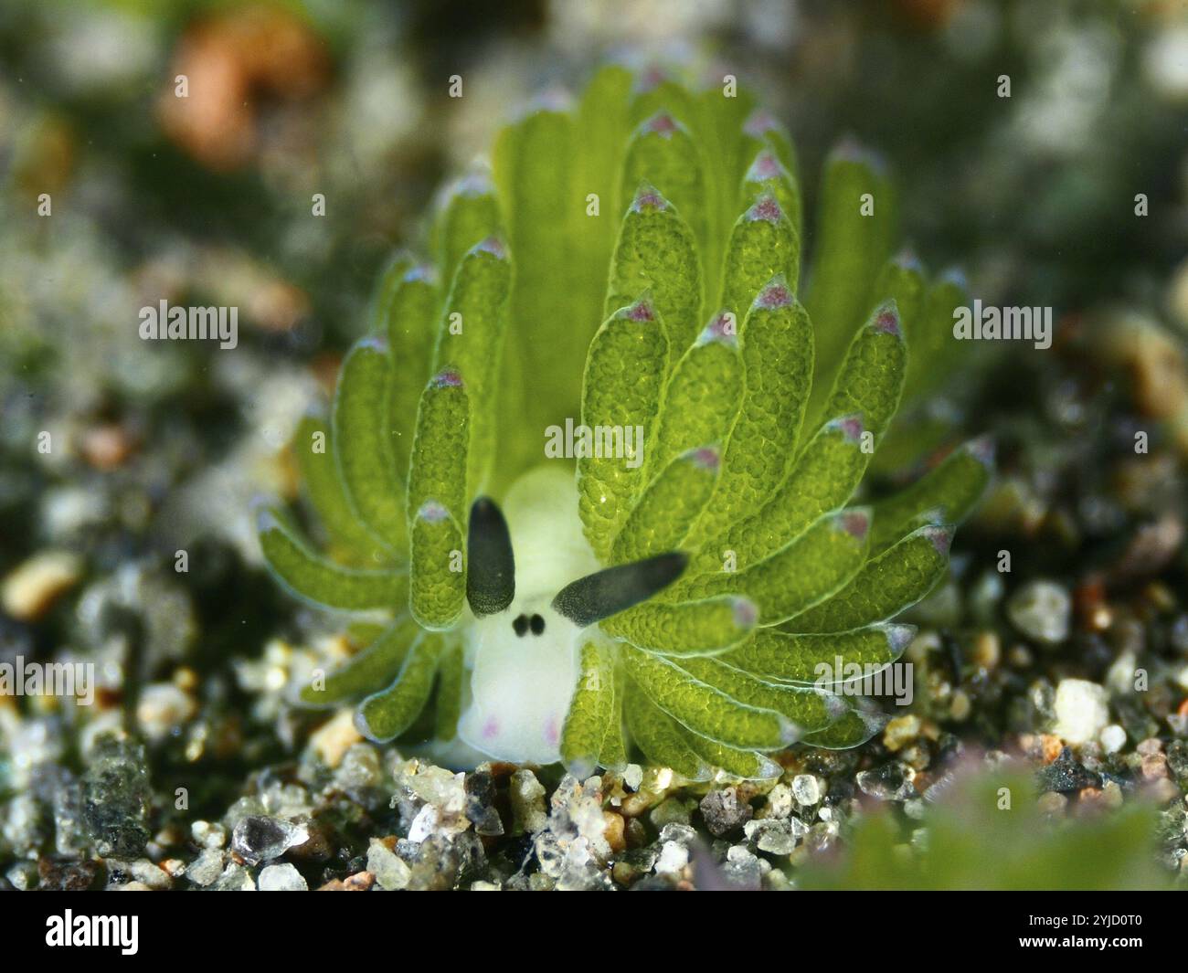 Petit escargot vert, escargot de mouton à feuilles (Costasiella kuroshimae), sur sol sablonneux. L'escargot est également connu sous le nom de Shaun le mouton. Escargot de mer avec kleptoplastes Banque D'Images