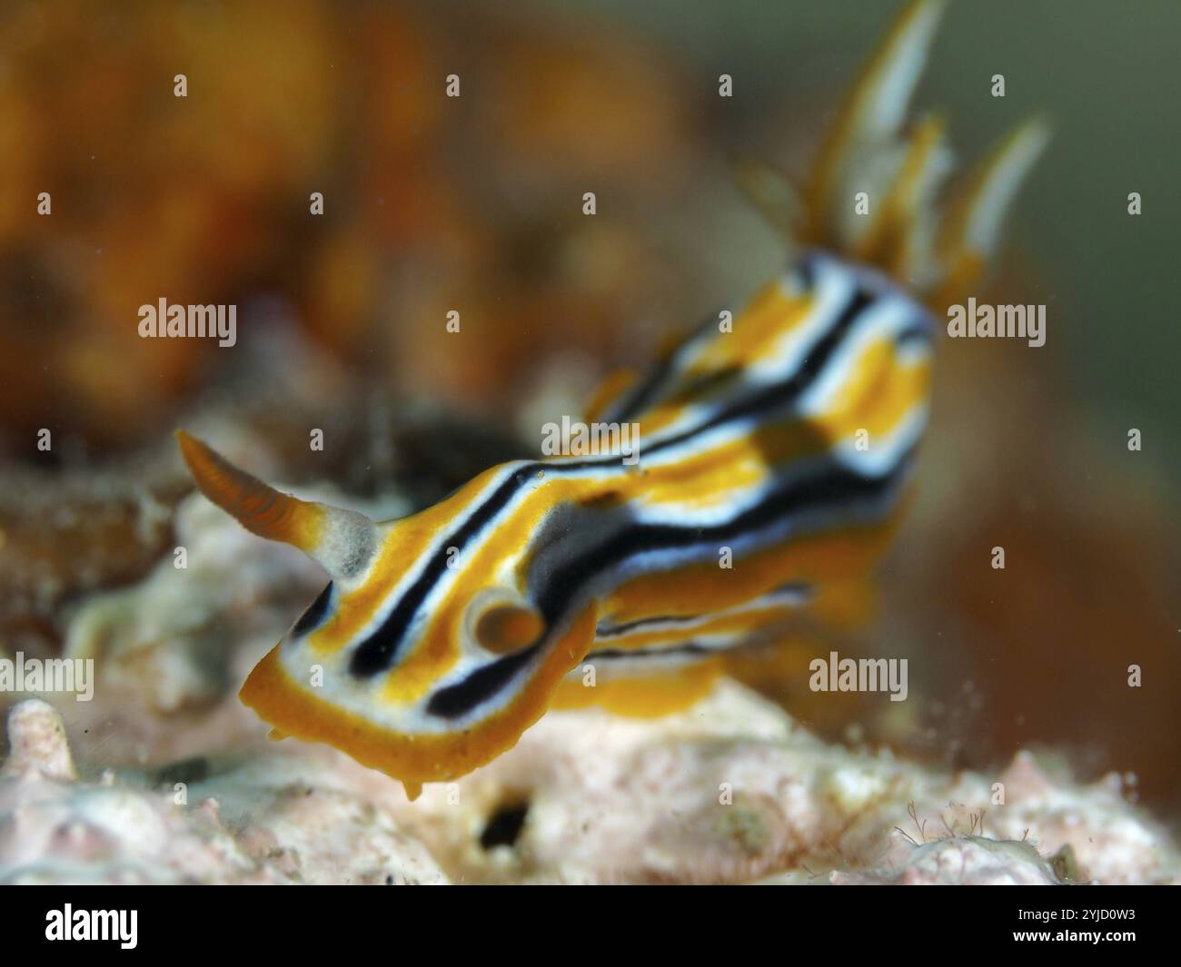 Gros plan d'une nudibranche rayée orange, noire et blanche, l'escargot étoilé de Coleman (Chromodoris colemani) . Site de plongée Prapat, Penyapangan, Bali, Indonesi Banque D'Images