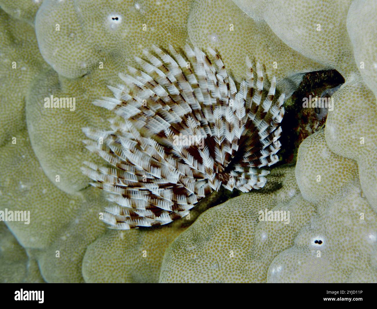 Animal marin à motifs bruns et blancs, le ver tubulaire indo-pacifique (Sabellastarte spectabilis), sur un corail pierreux. Site de plongée Gondol Reef, Gondol, Bali, in Banque D'Images