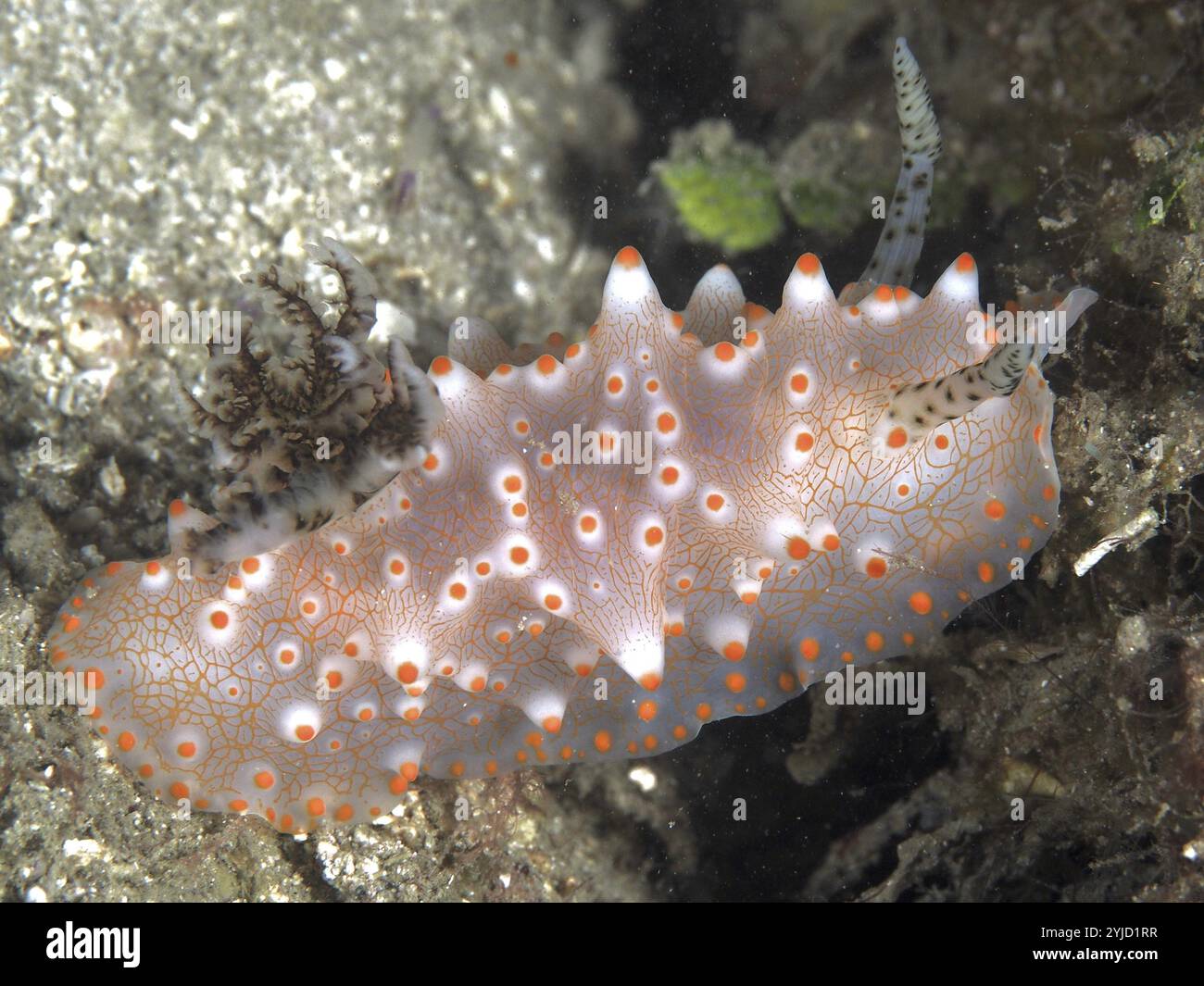 Nudibranche mouchetée orange translucide, Batangas Halgerda (Halgerda batangas), sur une surface corallienne. Site de plongée Twin Reef, Penyapangan, Bali, Indonésie Banque D'Images