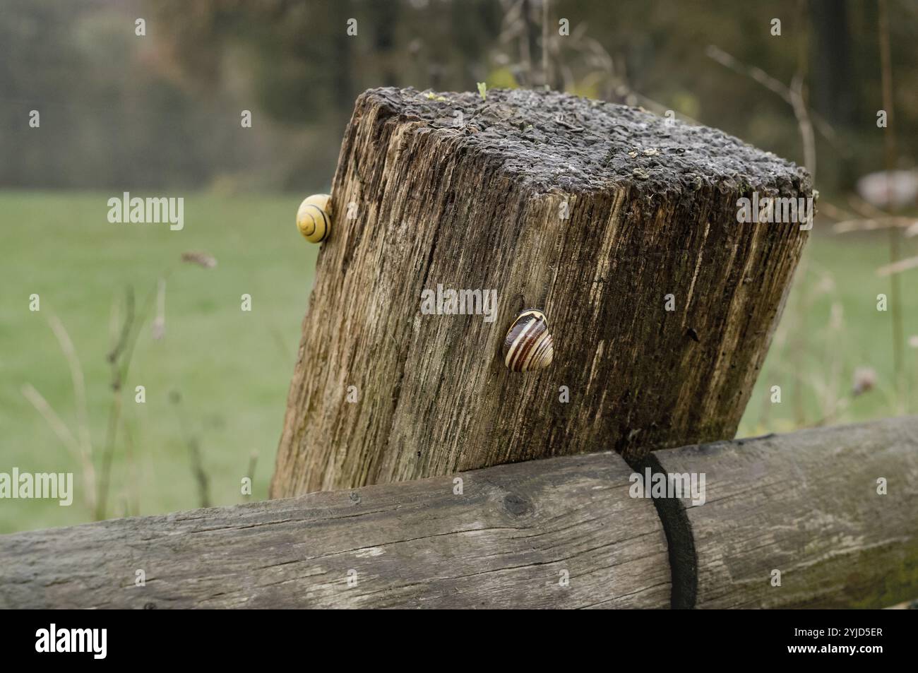 Deux escargots font leur chemin jusqu'à un poteau de clôture en bois altéré dans un champ vert luxuriant Banque D'Images