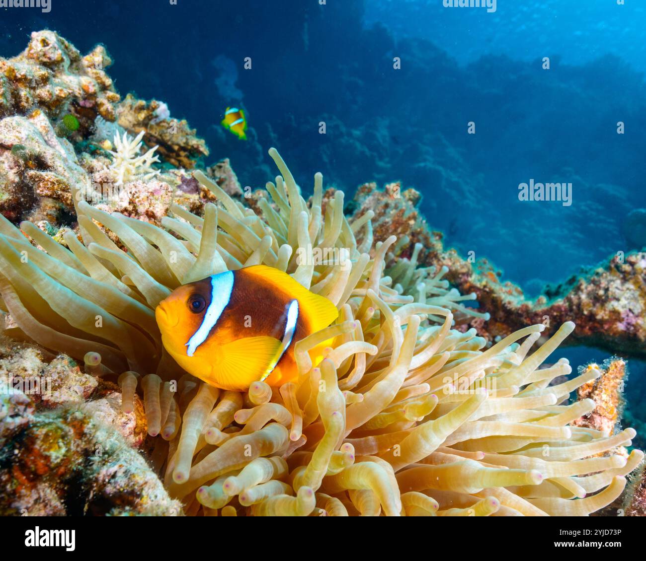 poisson clown anémonefish de mer rouge Banque D'Images