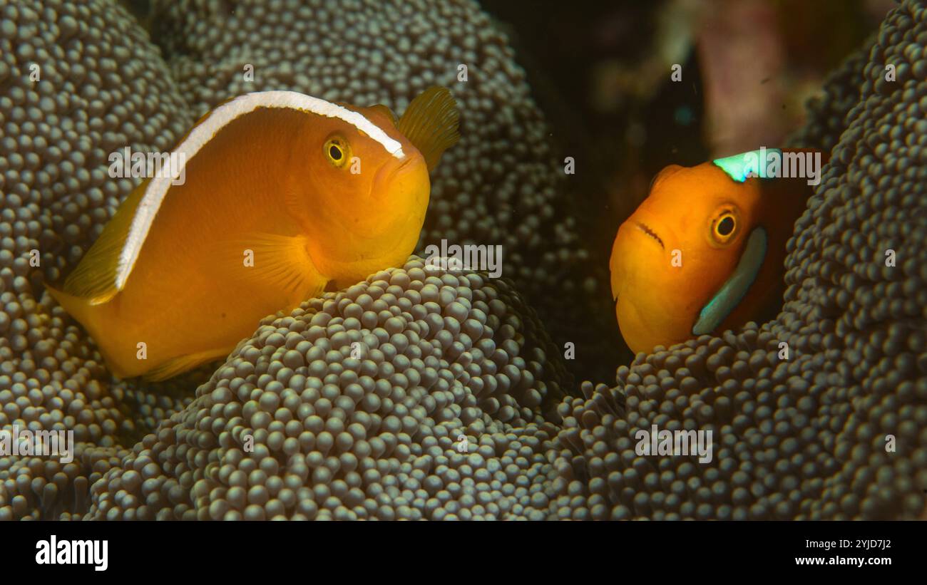 orange shunk blanc bonnet hybride anemonefish raja ampat Banque D'Images