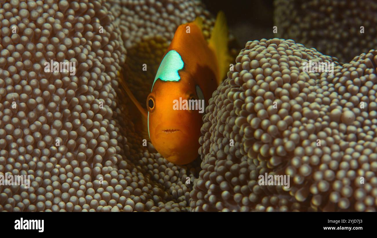 bonnet blanc ( hybride ) anemonefish raja ampat Banque D'Images