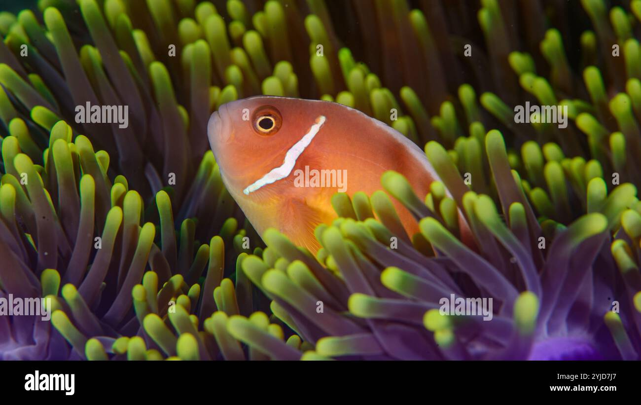 anémonefish rose dans une magnifique anémone de mer raja ampat Banque D'Images