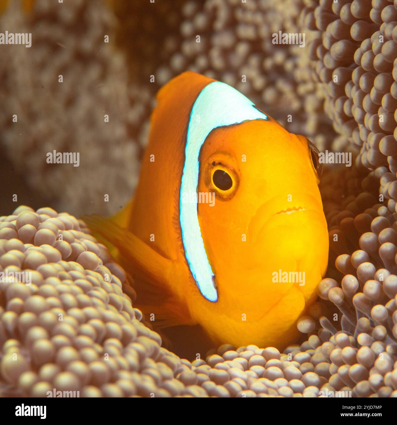 anémonefish hybride whitebonnet raja ampat Banque D'Images