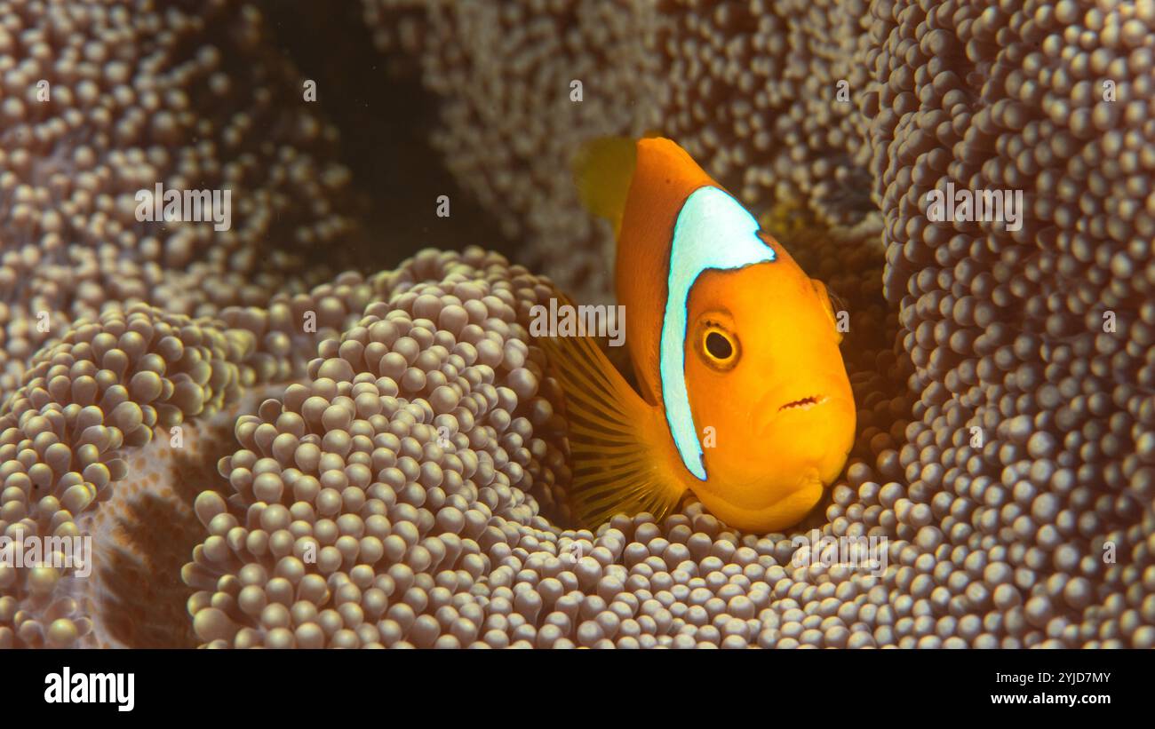 anémonefish hybride whitebonnet raja ampat Banque D'Images
