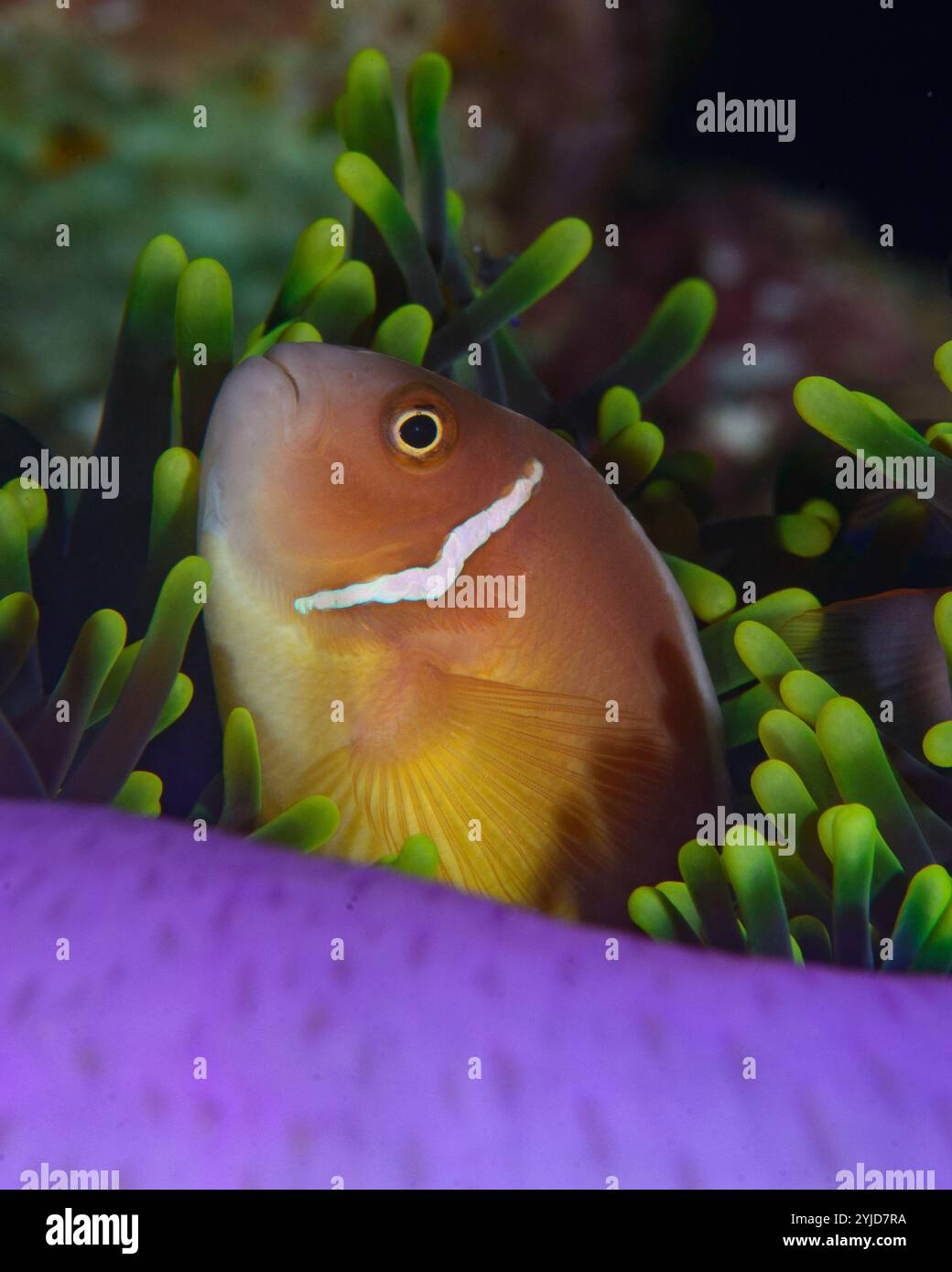 anémonefish rose dans une magnifique anémone de mer raja ampat Banque D'Images