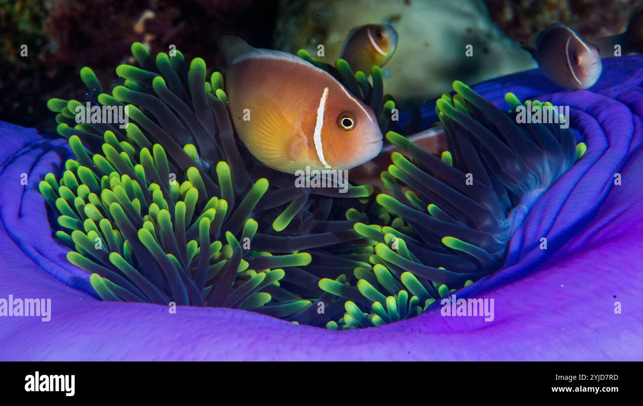 anémonefish rose dans une magnifique anémone de mer raja ampat Banque D'Images