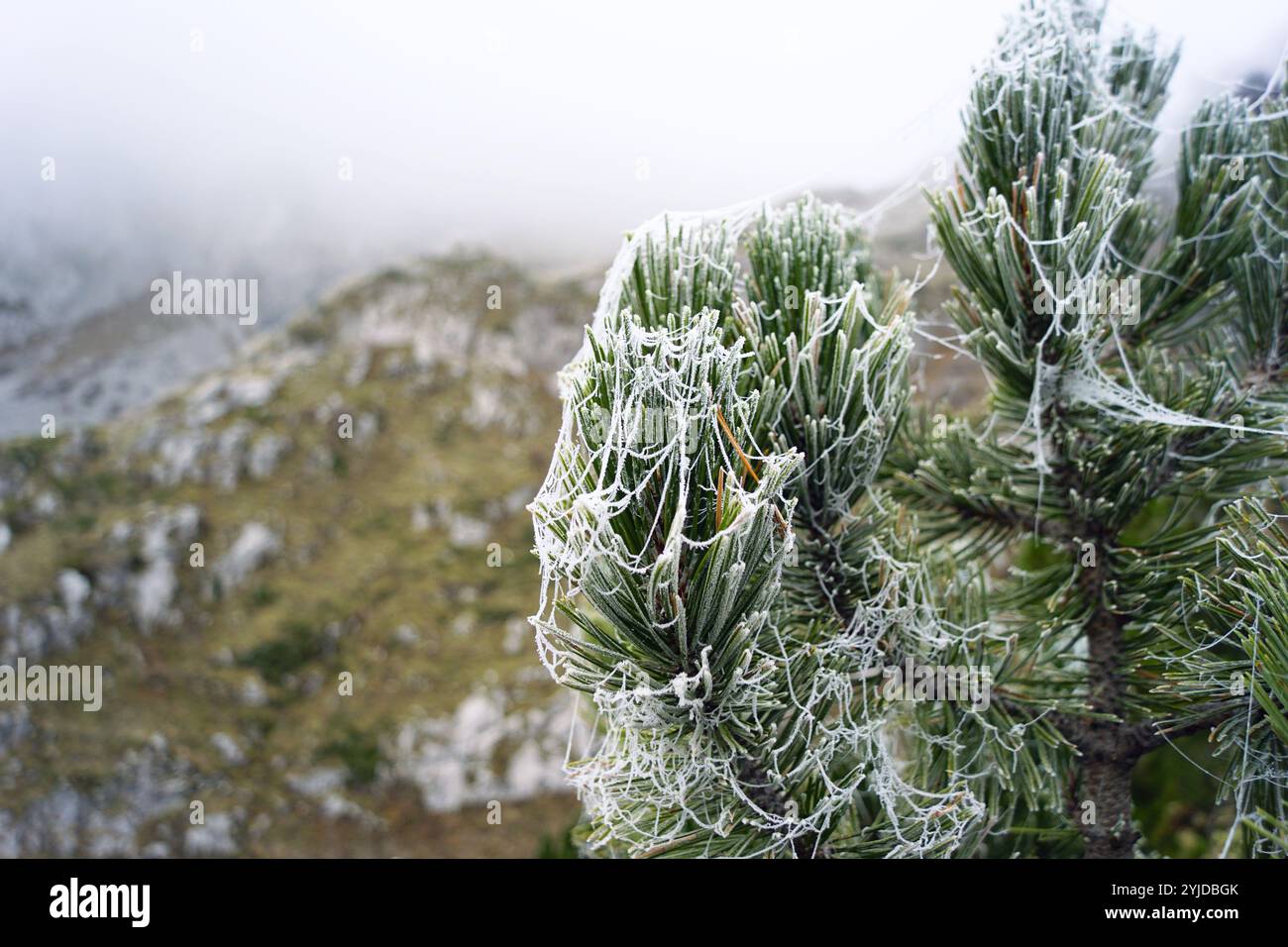 Le début du froid dans les montagnes : branches de pin recouvertes d'une toile de gel sur fond de pentes de montagne (Prokletije, Monténégro) Banque D'Images