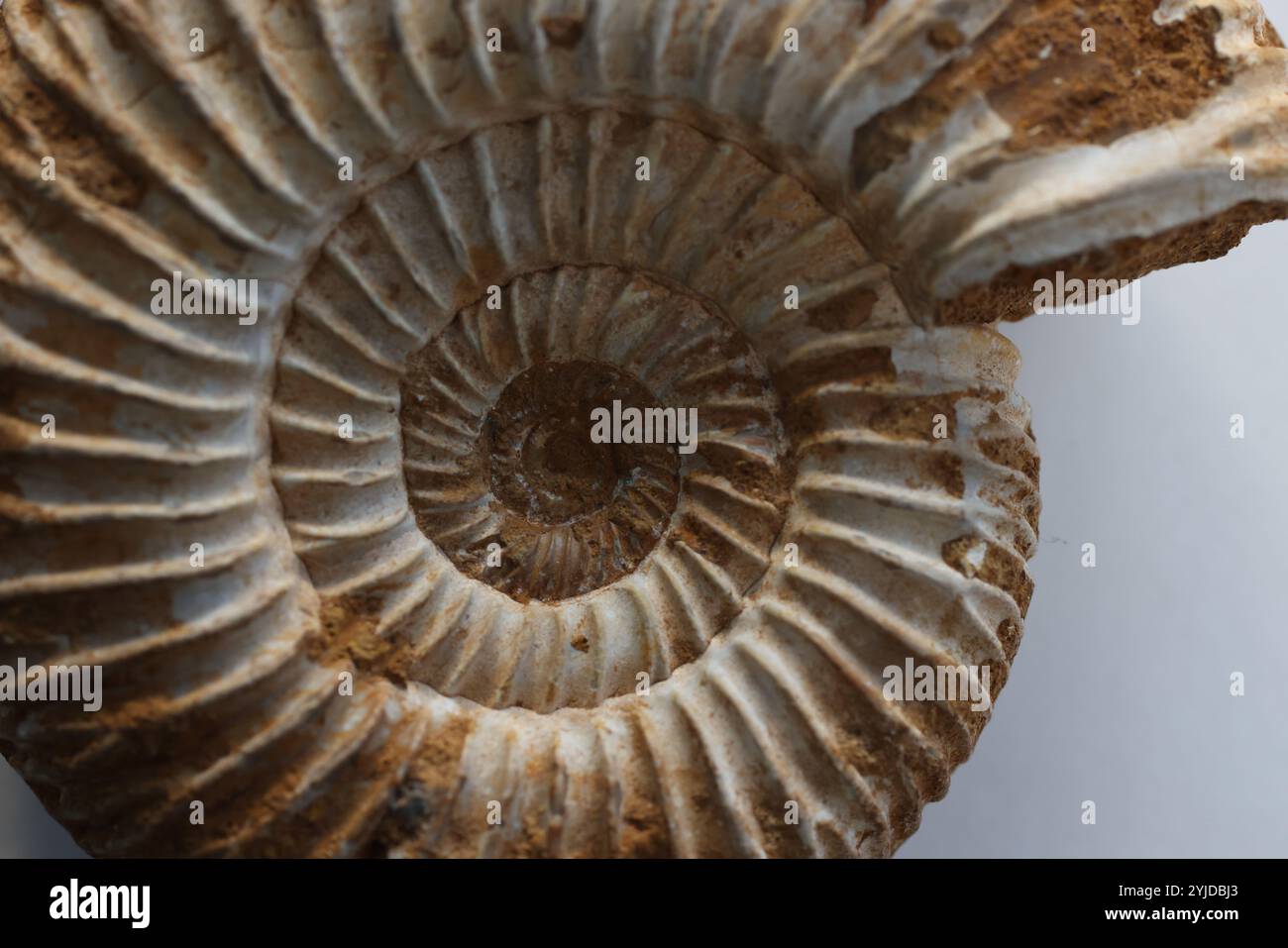 Amimonite fossile, espèce périspinctes dans la matrice calcaire - Jurassique Callovien - Oxfordien 160165 millions d'années de Madagascar- 14 novembre 2024 Banque D'Images