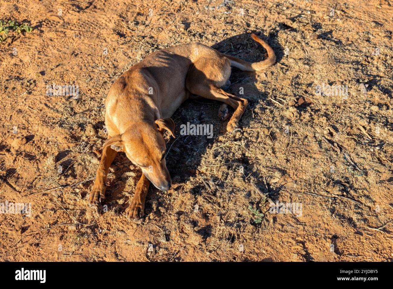 Négligé Canis Africanis est une race de chiens que l'on trouve à travers l'Afrique australe, généralement un mut libre de parcourir le village Banque D'Images
