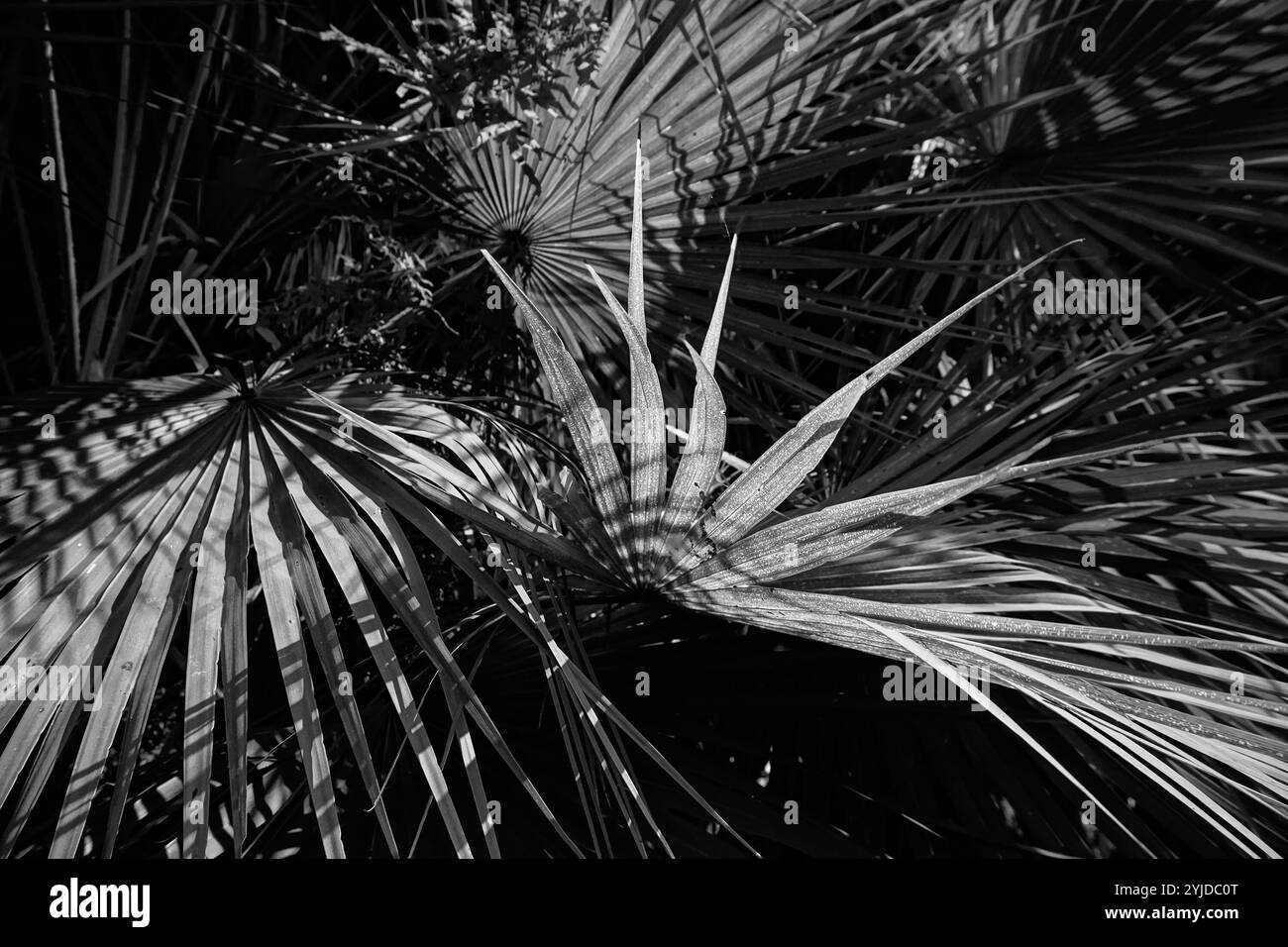 Motif de feuilles de palmier , ensoleillé avec fond sombre. Image stock nature en noir et blanc. Howrah, Bengale occidental, Inde. Banque D'Images