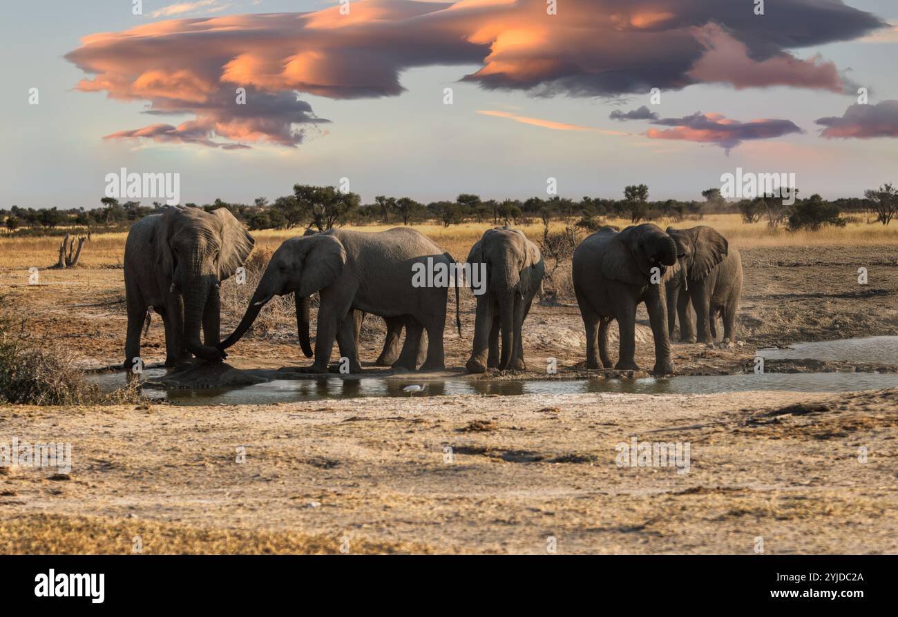 Troupeau d'éléphants au point d'eau au coucher du soleil à Kasane, Delta de l'Okavango, Botswana Banque D'Images Troupeau d'éléphants au point d'eau au coucher du soleil à Kasane, Delta de l'Okavango, Botswana Banque D'Images