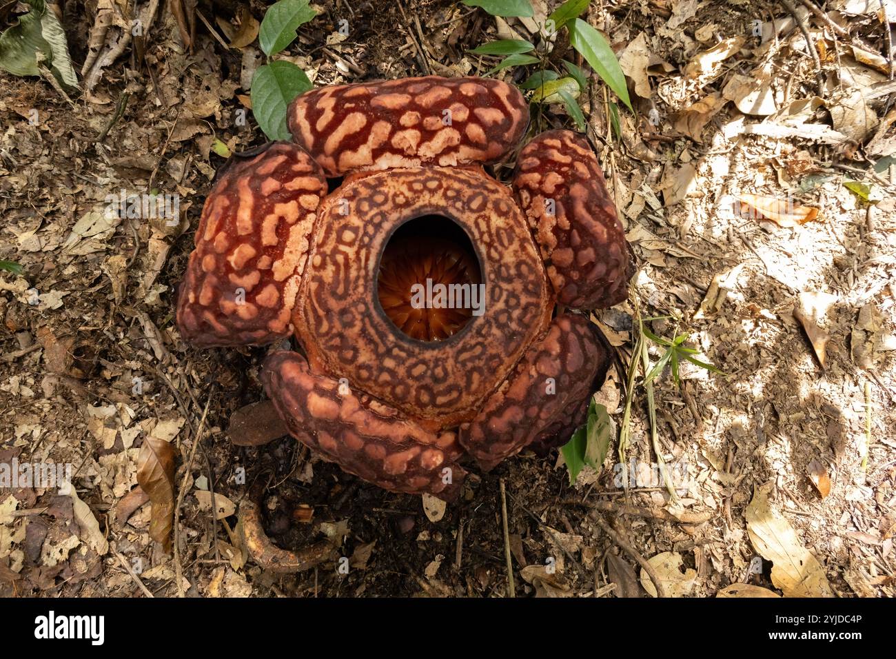 Fleur de Rafflesia fleurissant vue de dessus dans la jungle de Bornéo, Malaisie Banque D'Images