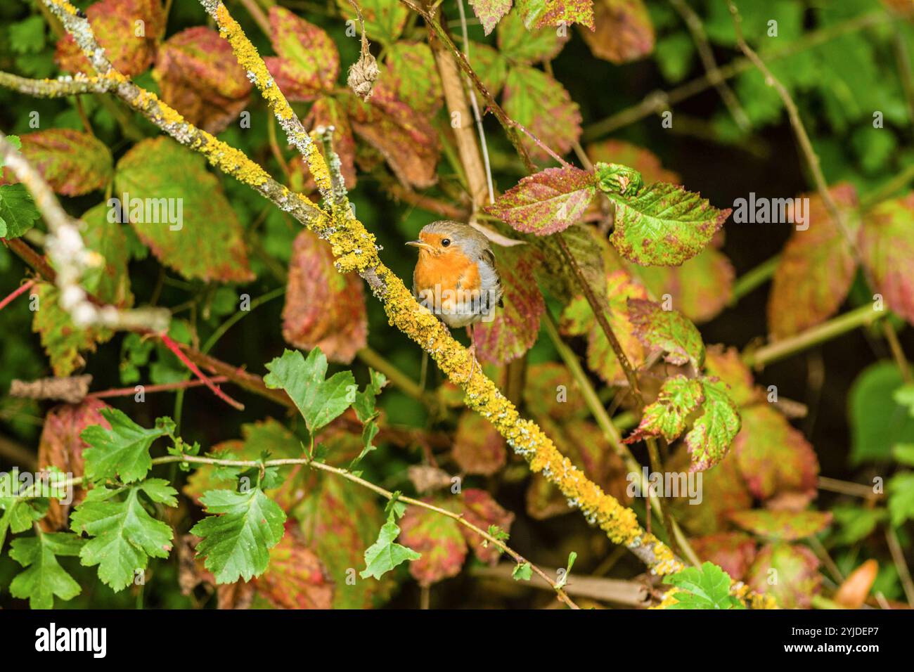 Ein Rotkehlchen Erithacus rubecula sitzt in einem Baum auf einem AST. Baden Württemberg, Deutschland Ein Rotkehlchen sitzt auf einem AST *** Un robin Erithacus rubecula assis sur une branche dans un arbre Baden Württemberg, Allemagne Un robin assis sur une branche Banque D'Images