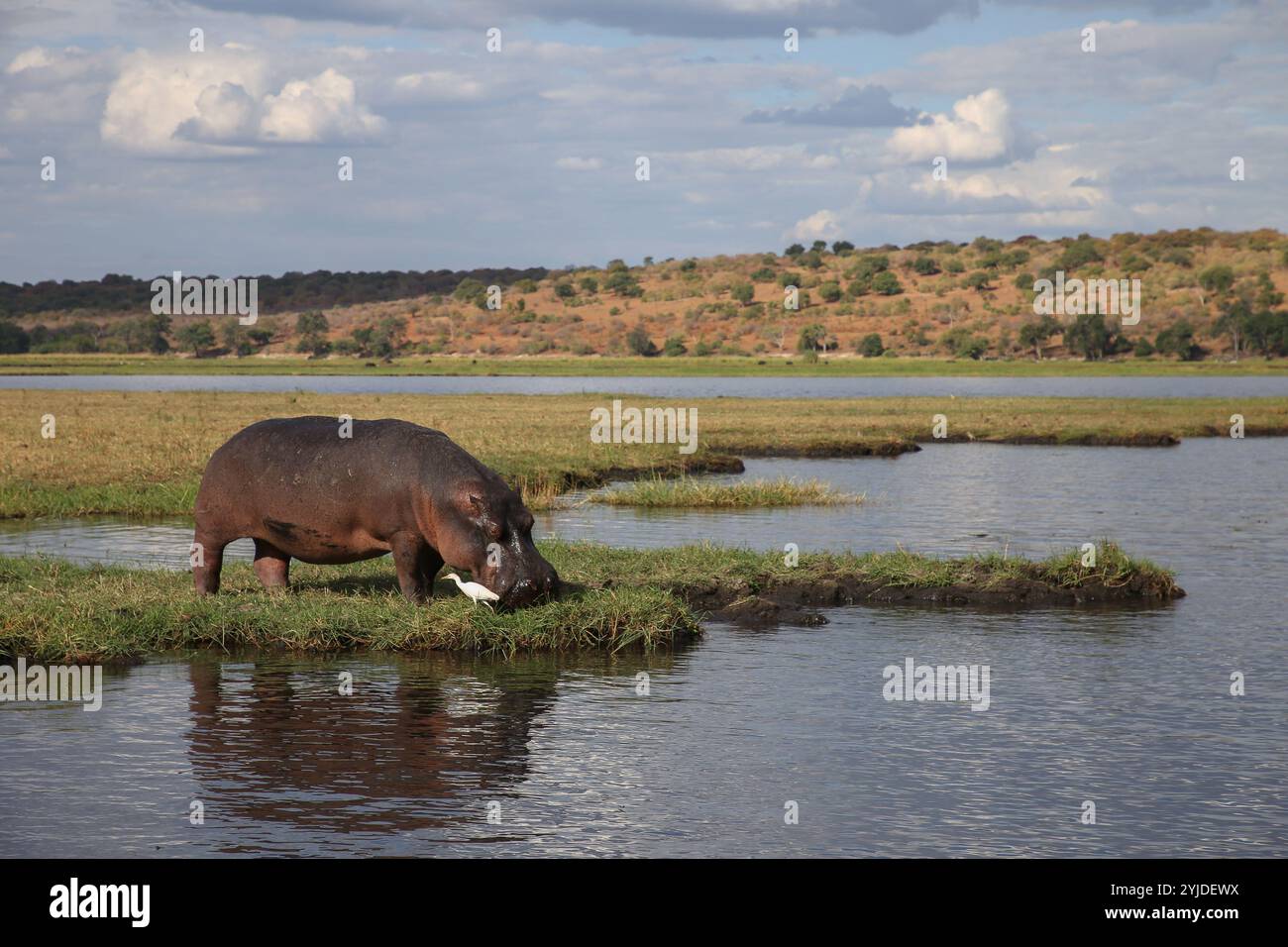 Hippopotame avec aigrette bovine - Hippopotamus amphibius Banque D'Images