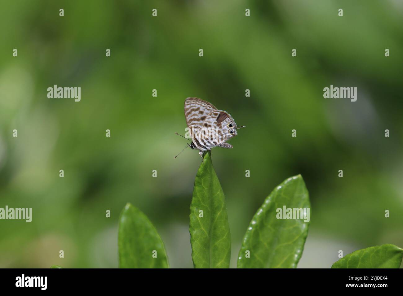 Bleu zèbre commun ou mâle papillon bleu à queue courte de Lang - Leptotes pirithous Banque D'Images
