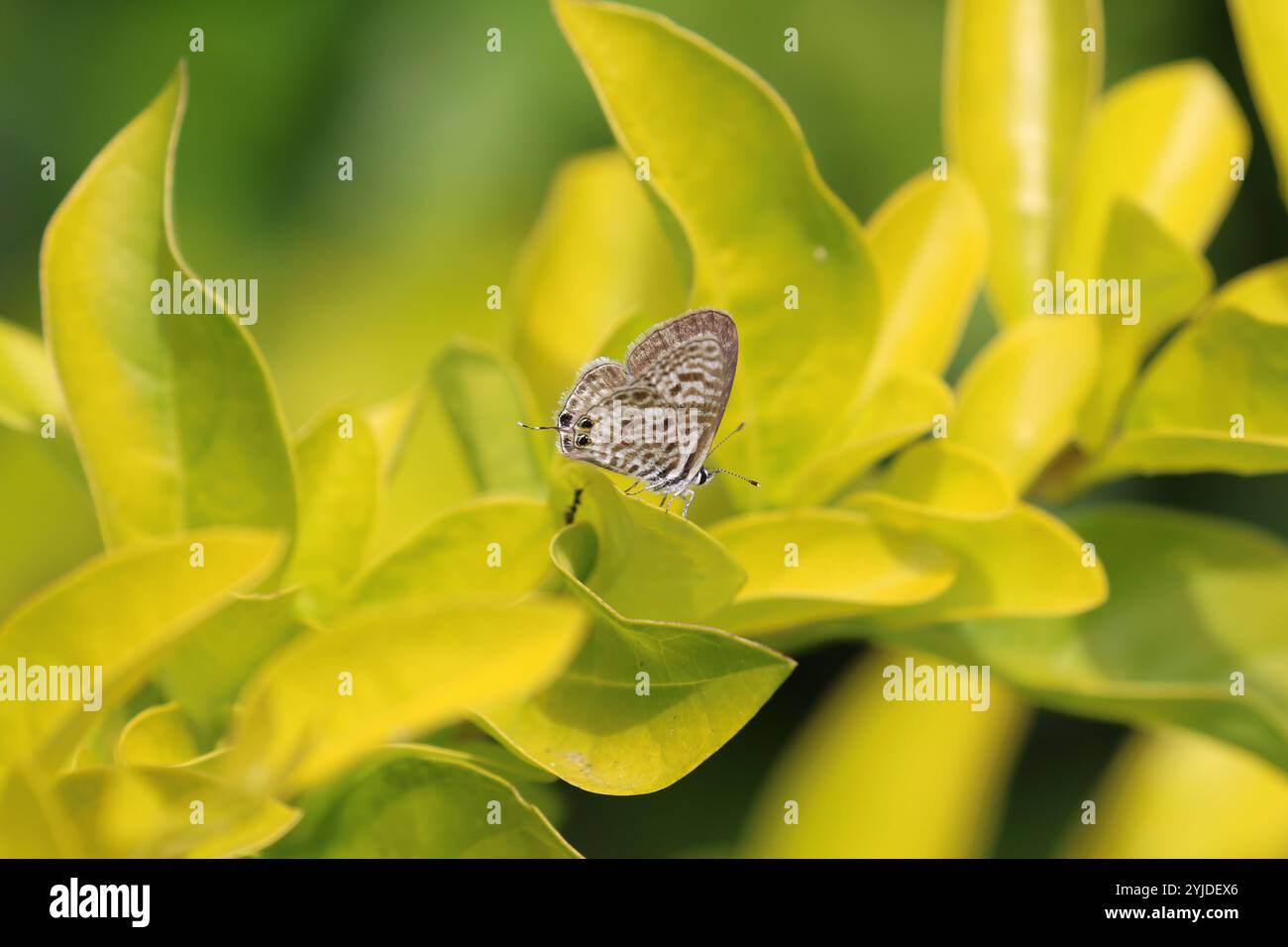 Bleu zèbre commun ou femelle papillon bleu à queue courte de Lang -Leptotes pirithous Banque D'Images