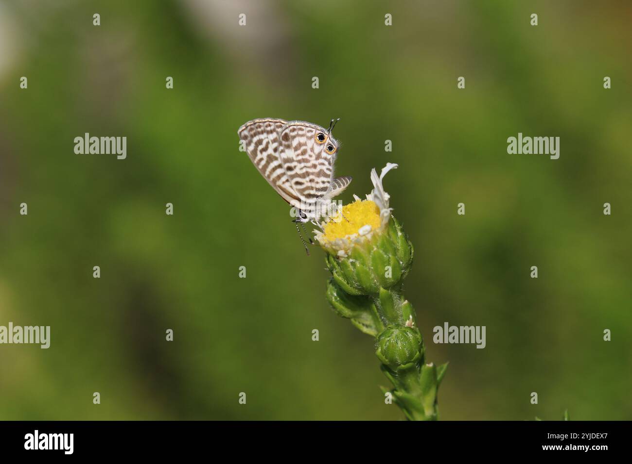 Bleu zèbre commun ou cou femelle papillon bleu à queue courte de Lang sur une fleur - Leptotes pirithous Banque D'Images