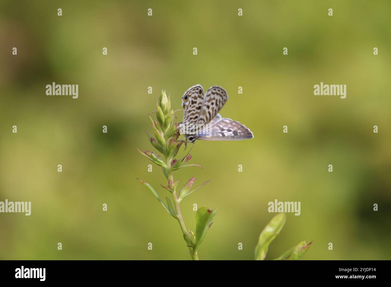 Bleu zèbre commun ou femelle papillon bleu à queue courte de Lang -Leptotes pirithous Banque D'Images