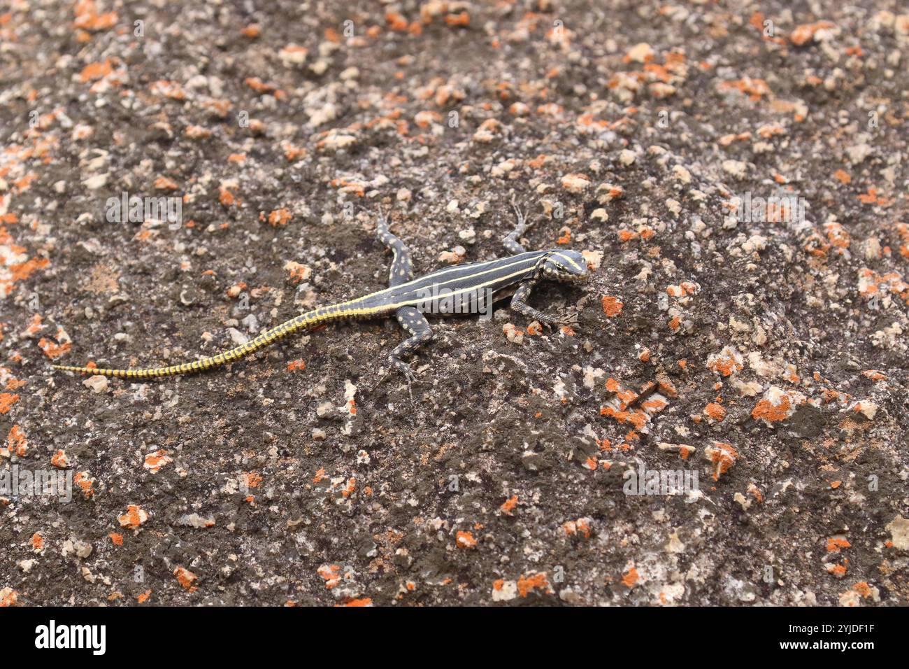 Lézard arc-en-ciel ou lézard plat commun femelle - Platysaurus intermedius ssp. rhodésianos Banque D'Images