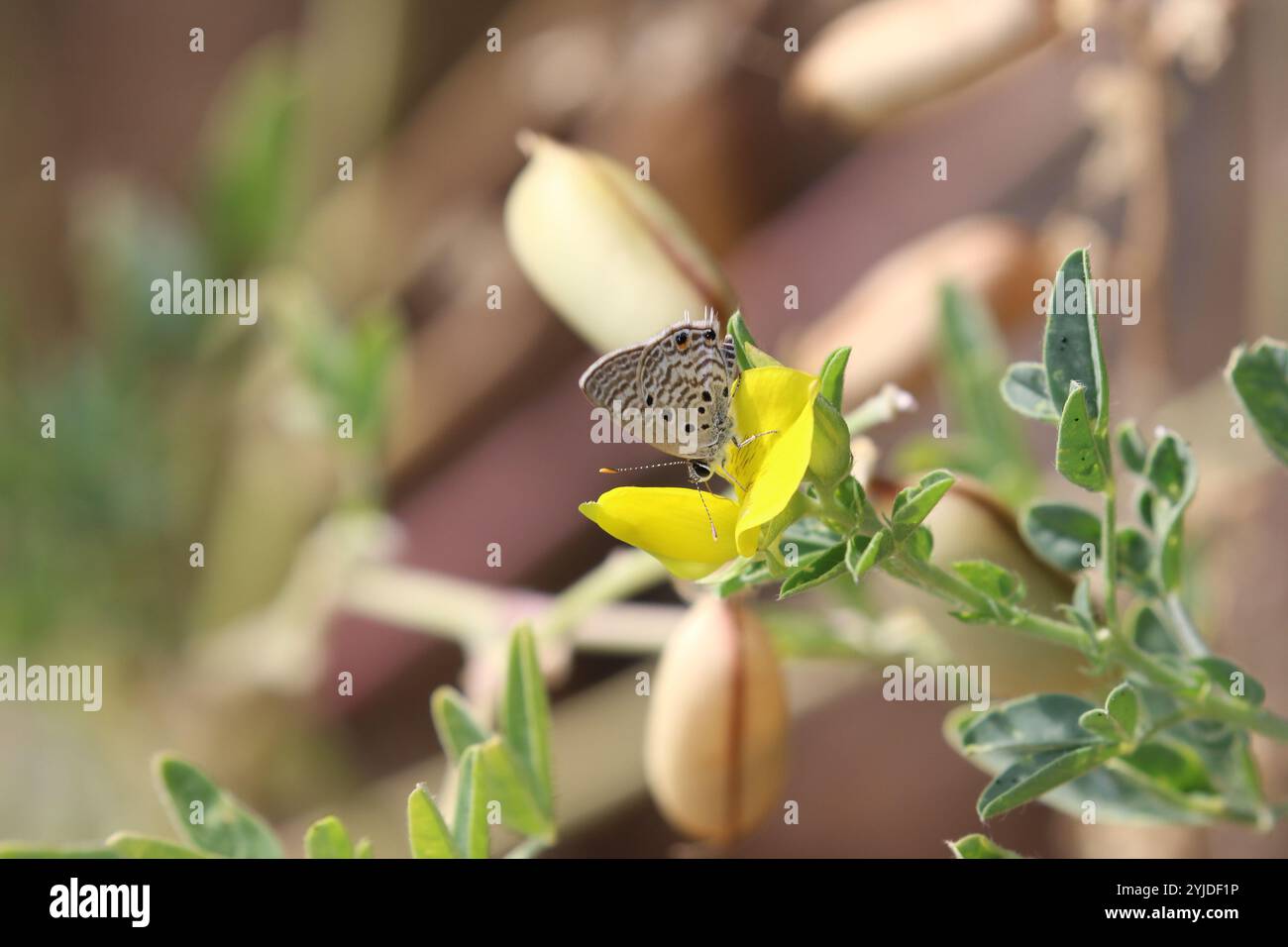 Plomb cilié Bleu ou Noir-rayé Hairtail Butterfly mâle - Anthene amarah Banque D'Images