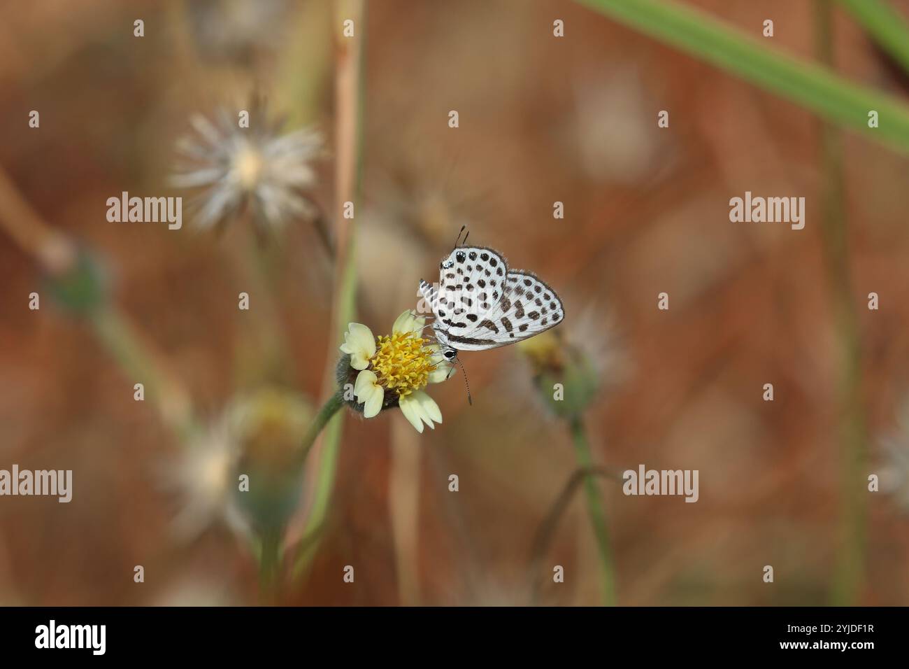 Encolure de papillon bleu à pois sur fleur jaune - Tarucus sybaris Banque D'Images