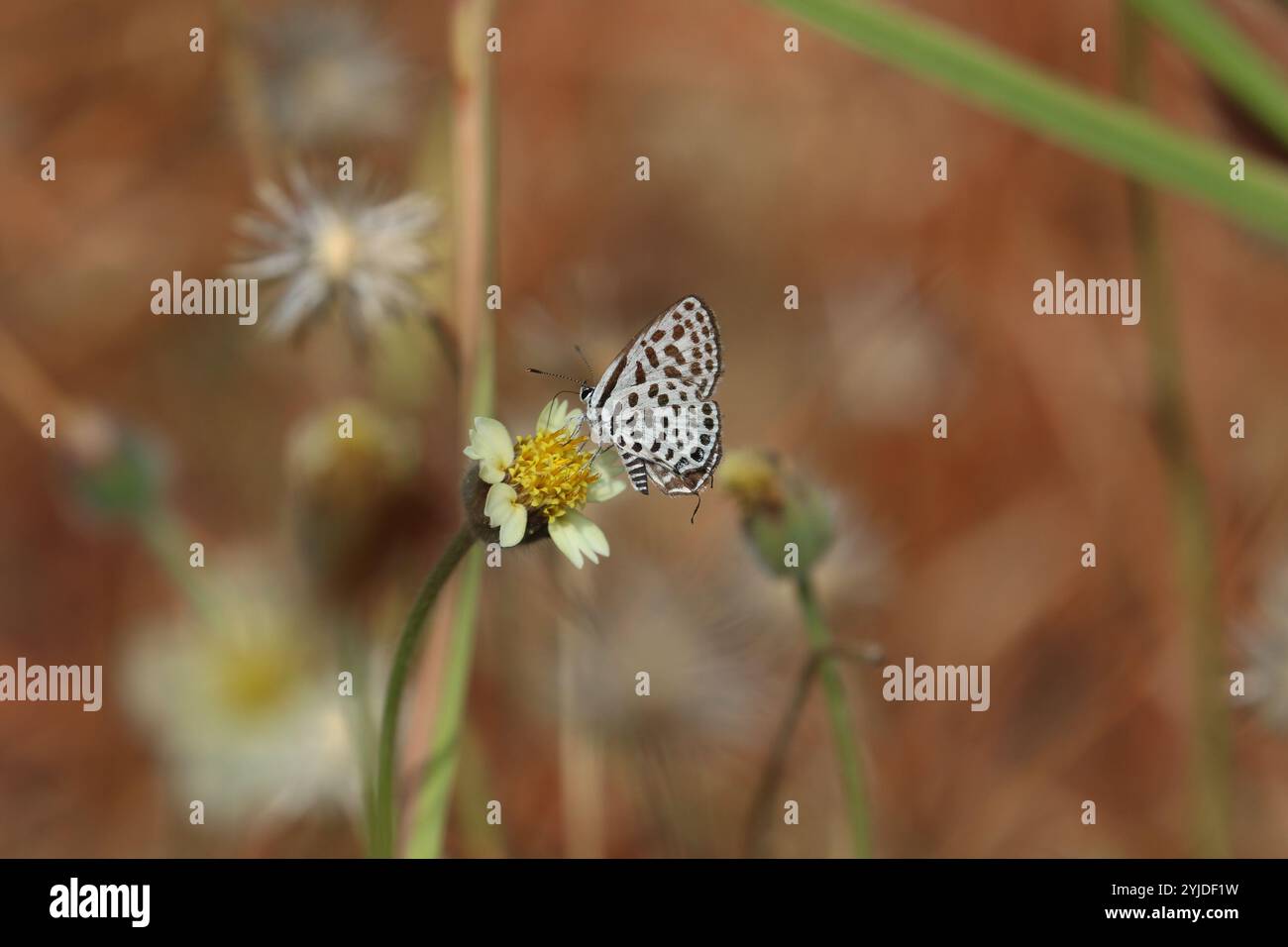 Encolure de papillon bleu à pois sur fleur jaune - Tarucus sybaris Banque D'Images