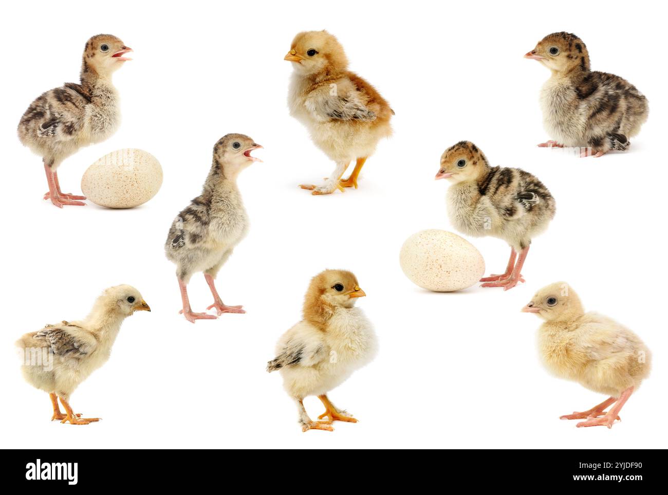 Grande collection de poulets et de dindes isolés sur fond blanc. Banque D'Images