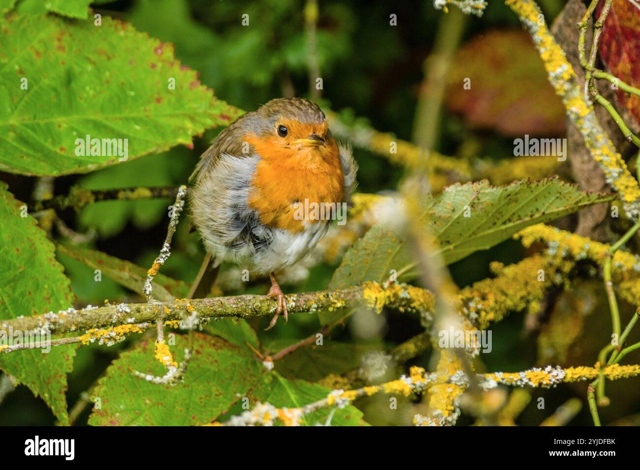 Ein Rotkehlchen Erithacus rubecula sitzt in einem Baum auf einem AST. Baden Württemberg, Deutschland Ein Rotkehlchen sitzt auf einem AST *** Un robin Erithacus rubecula assis dans un arbre sur une branche Baden Württemberg, Allemagne Un robin assis sur une branche Banque D'Images