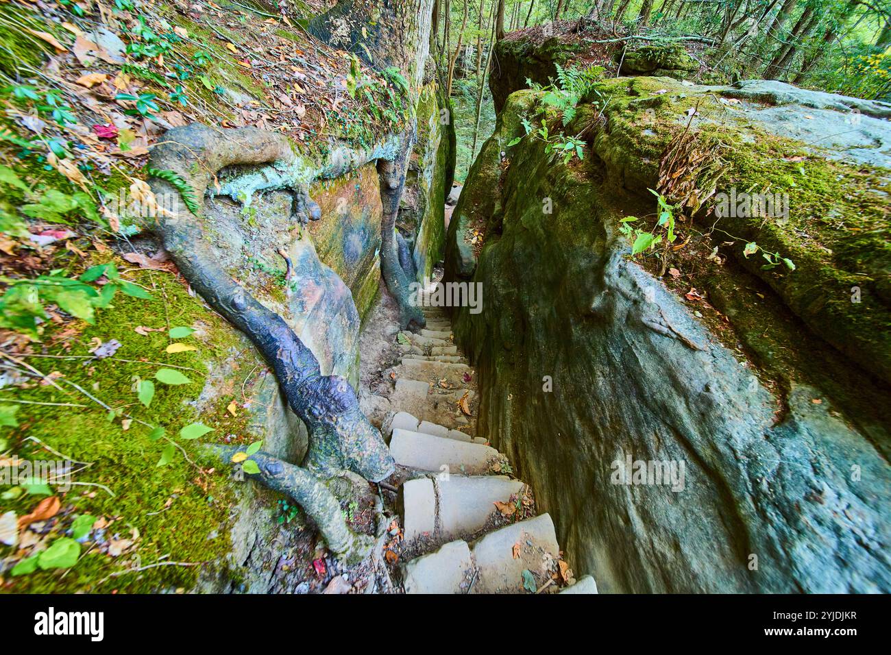 Ancien escalier Mossy dans Cantwell Cliffs Ohio Eye-Level Pathway Banque D'Images