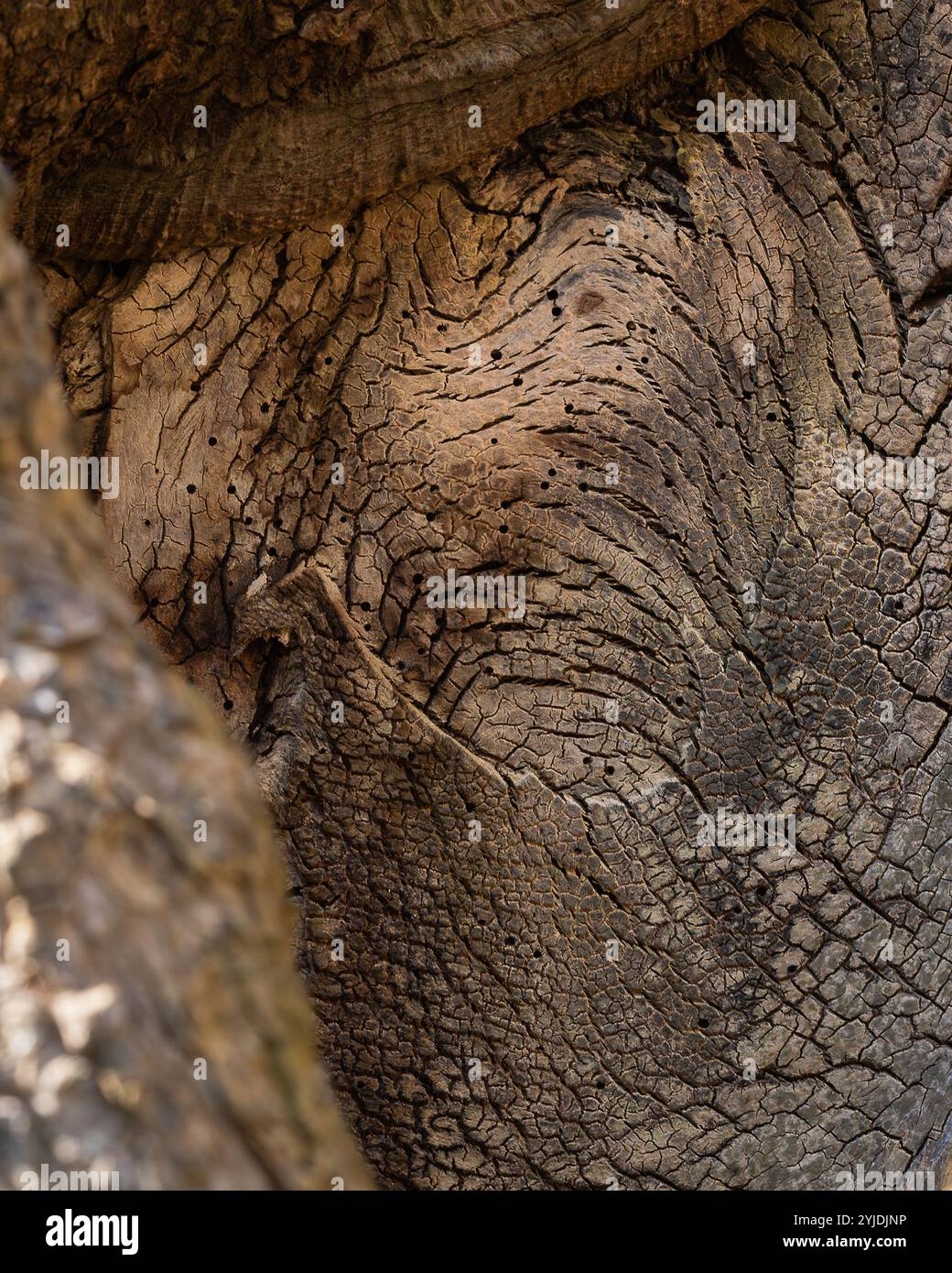 Texture de l'écorce de gros vieux tronc d'arbre. Fond de structure détaillée du tronc d'arbre. Fond de texture naturelle d'écorce de bois d'arbre brun rugueux. Banque D'Images