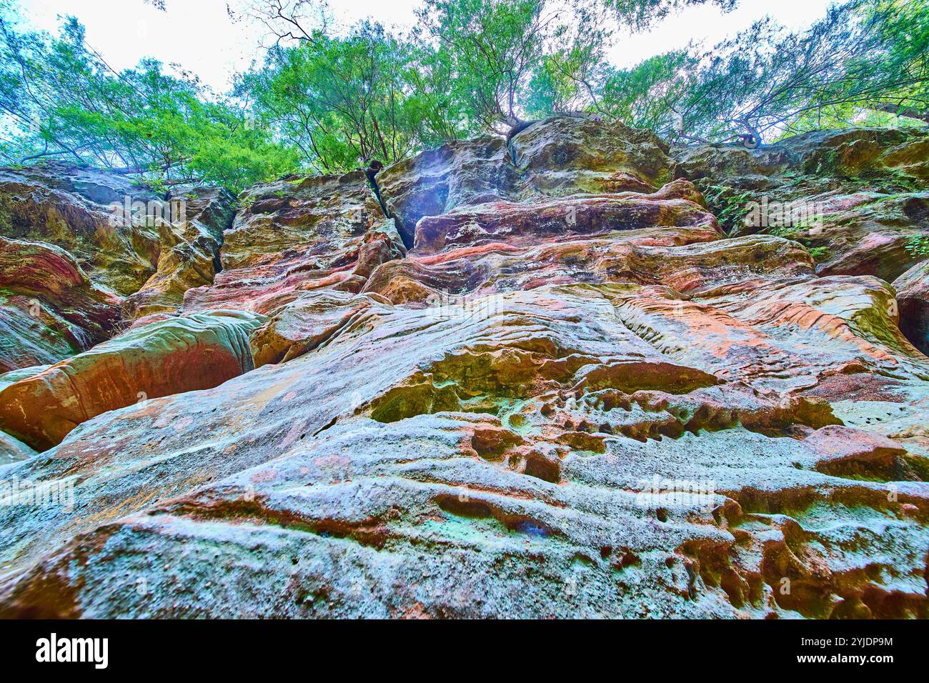 Face rocheuse texturée et feuillage dans Hocking Hills vue vers le haut Banque D'Images