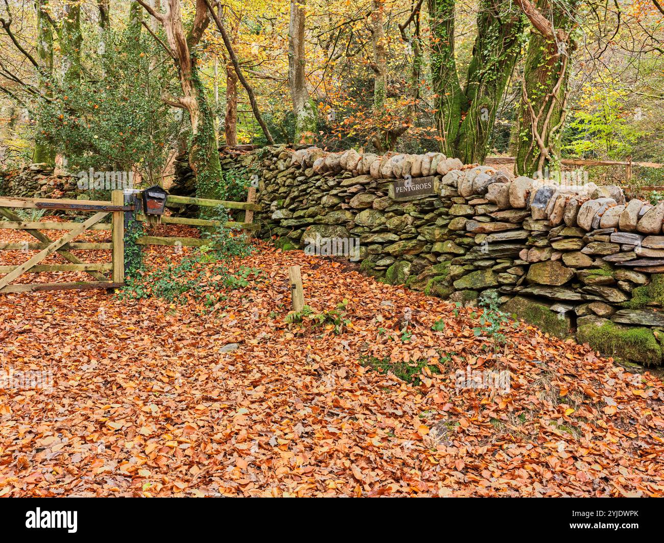 Chemin semé de feuilles, à Penygroes, à côté de la rivière Aberglaslyn, Snowdonia, pays de Galles, un jour de fin d'automne Banque D'Images