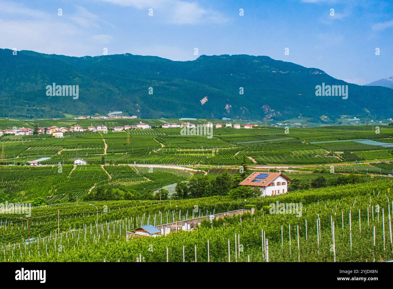 VILLE D'ANAUNIA, ITALIE – 28 AOÛT 2024 : Castel Valer dans le Val di non se dresse majestueusement au milieu des vergers de pommiers et de la verdure luxuriante, mettant en valeur l'an médiéval Banque D'Images