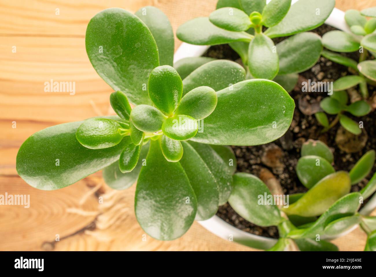 Fleur de Crassula ovata dans un pot en céramique sur une serviette en jute sur une table en bois, gros plan, vue de dessus. Banque D'Images