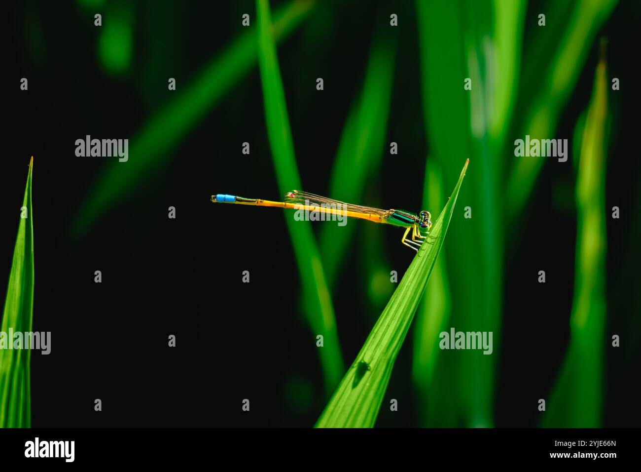 Damselfly perché sur une lame d'herbe dans la nature Banque D'Images