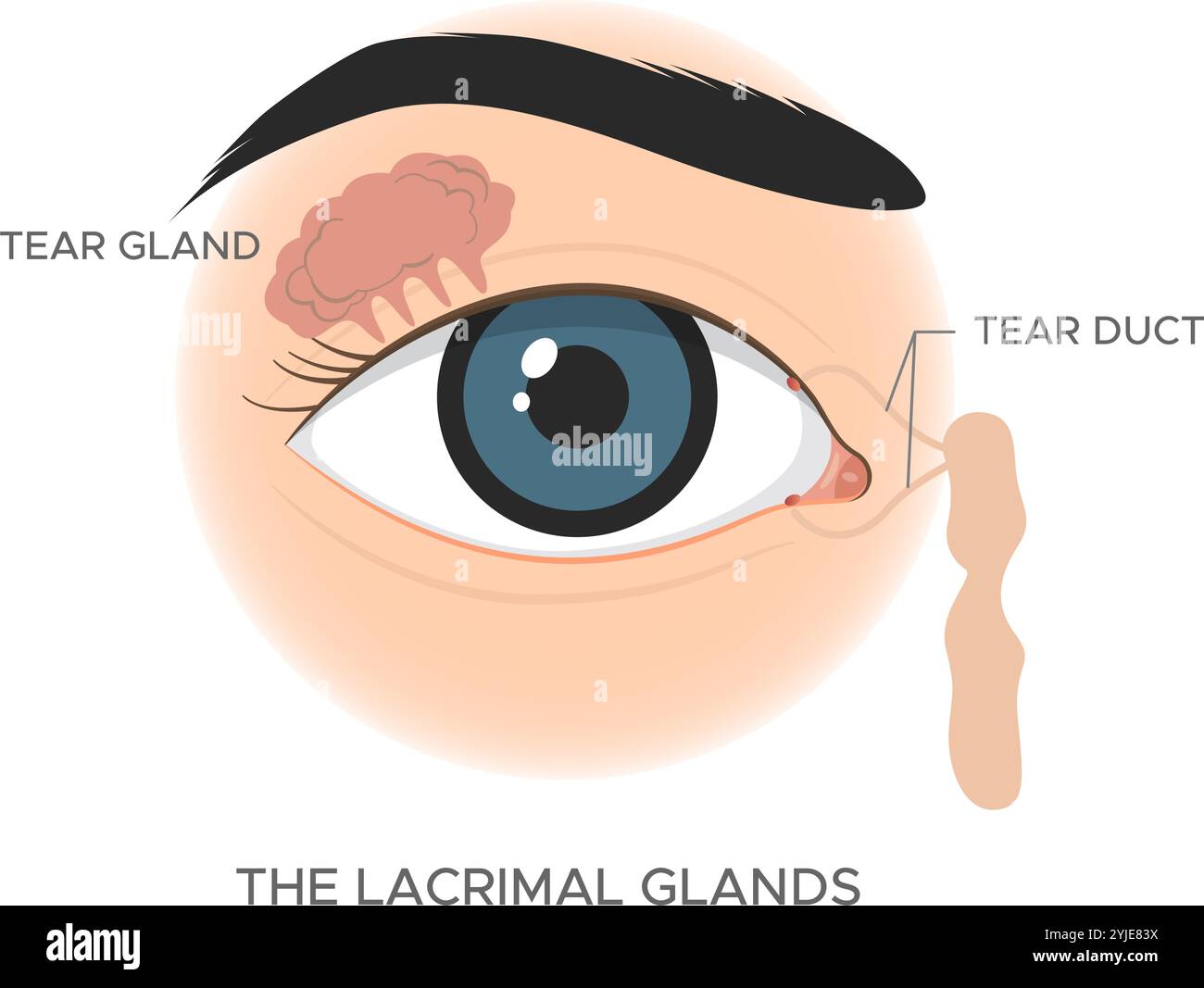 Anatomie de l'oeil - les glandes lacrymales - illustration stock en tant que fichier EPS 10 Illustration de Vecteur