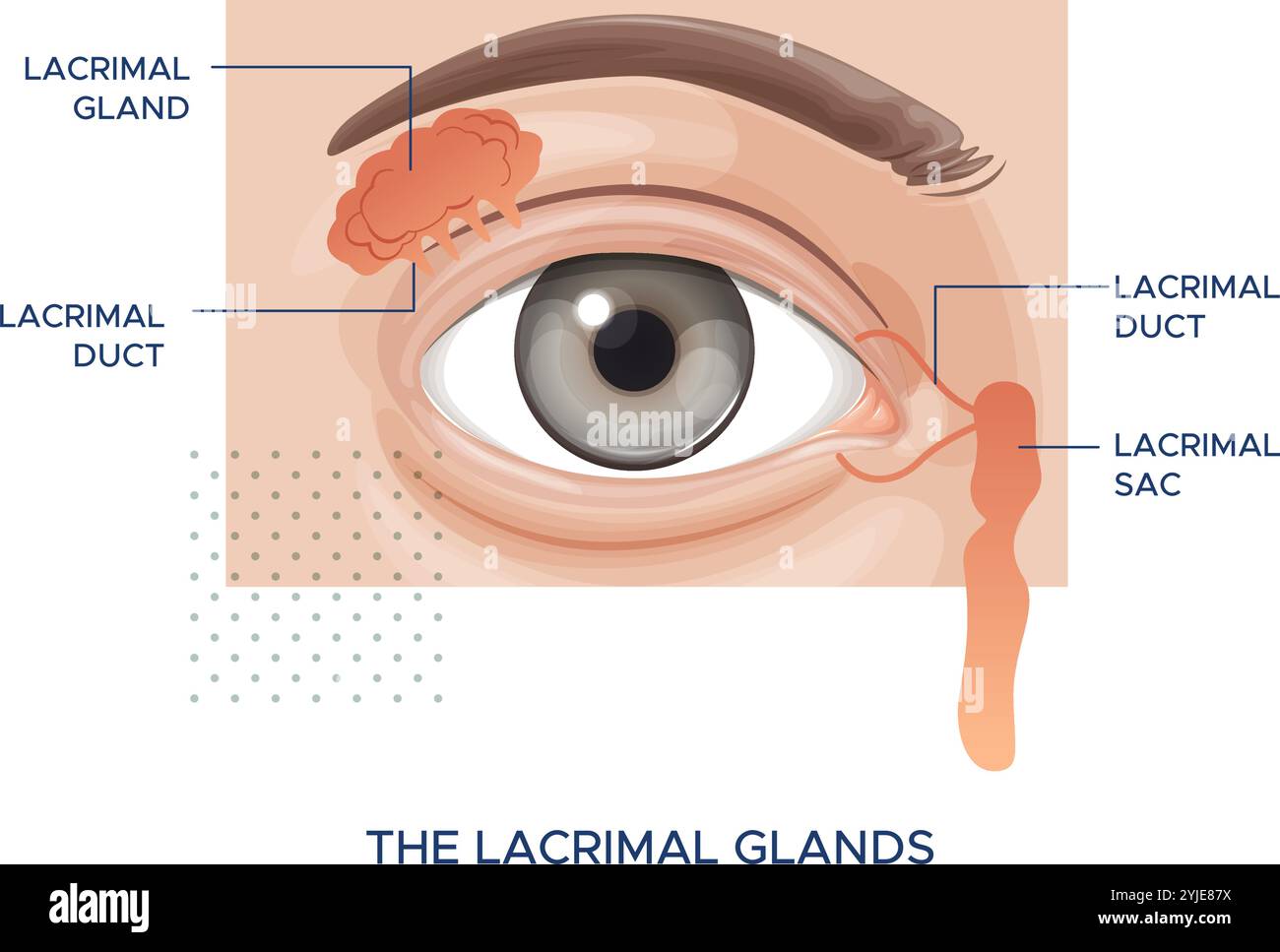 Anatomie de l'oeil - les glandes lacrymales - illustration stock en tant que fichier EPS 10 Illustration de Vecteur