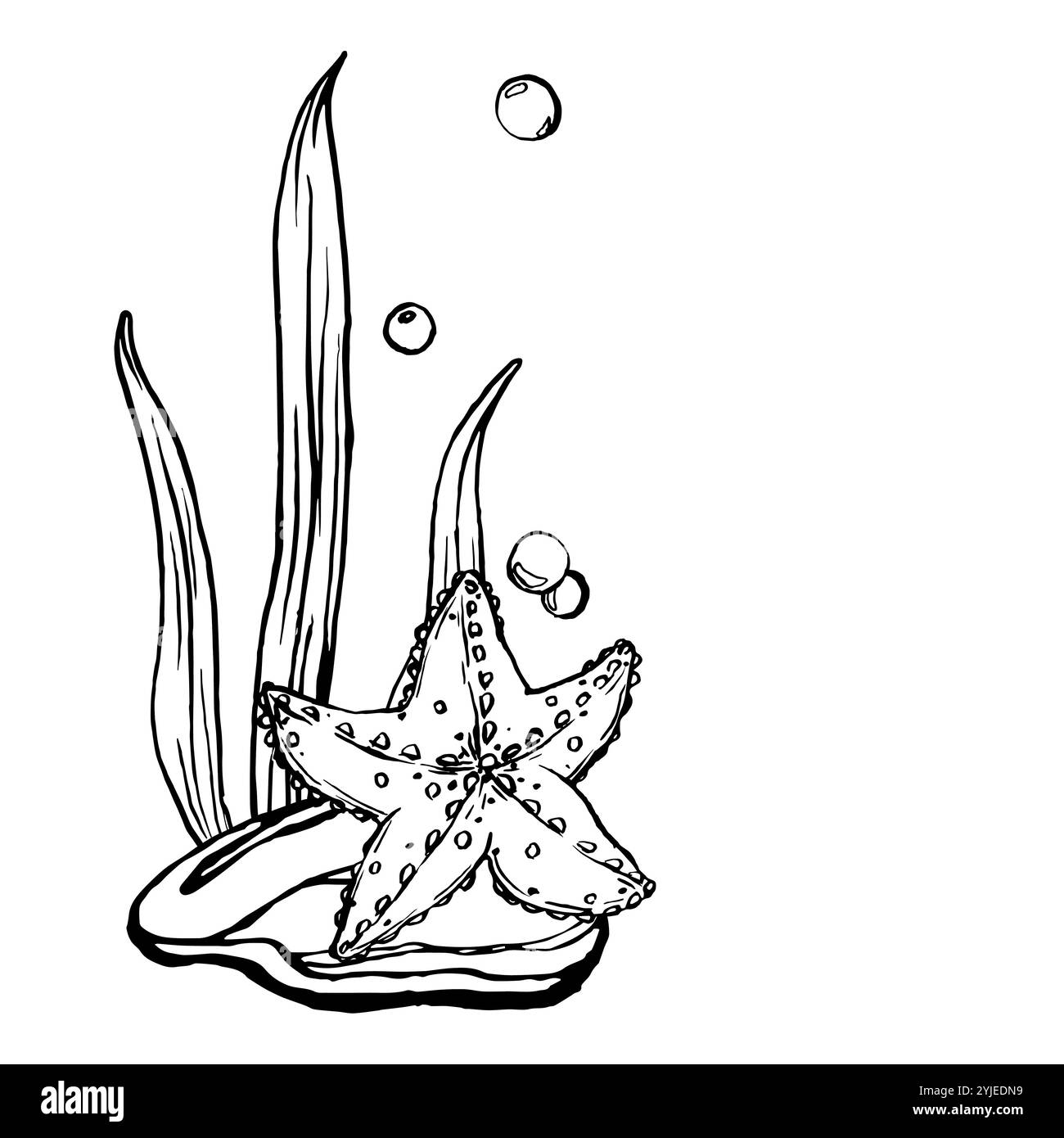 Vecteur d'esquisse étoile de mer. Une illustration en noir et blanc d'animaux marins sous-marins. Paysage marin. Étoile marine monochrome Outline peinte par des encres noires Illustration de Vecteur