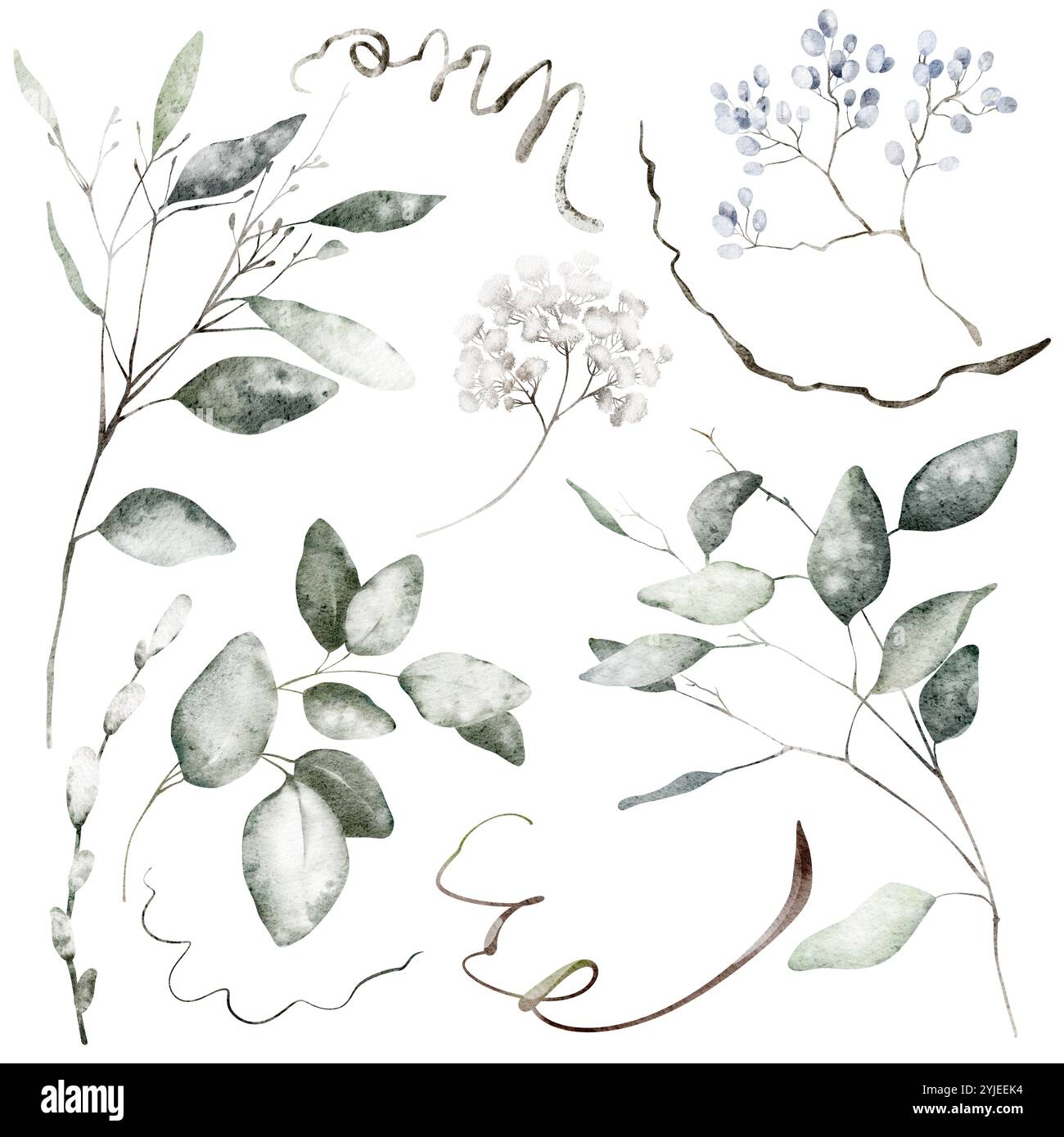 Aquarelle feuilles d'eucalyptus dessinant sur fond isolé. Dessiné à la main clip art illustration exotique silhouettes branches plantes. Eléments botaniques Banque D'Images