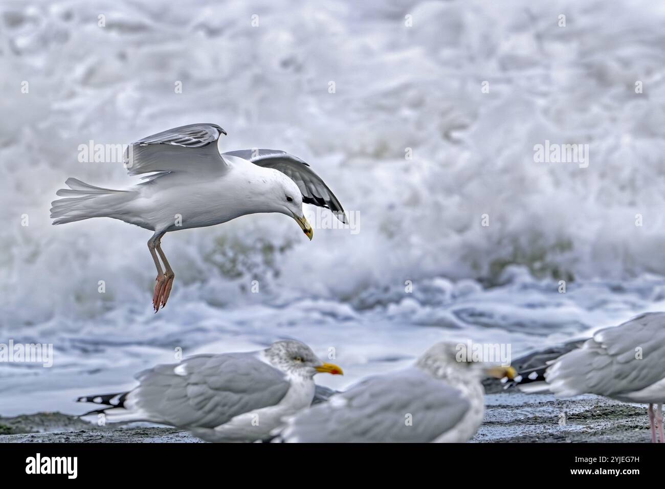 Goéland de la mer Caspienne (Larus cachinnans) adulte en vol, atterrissant parmi les goélands argentés (Larus argentatus) se reposant le long de la côte de la mer du Nord en automne Banque D'Images