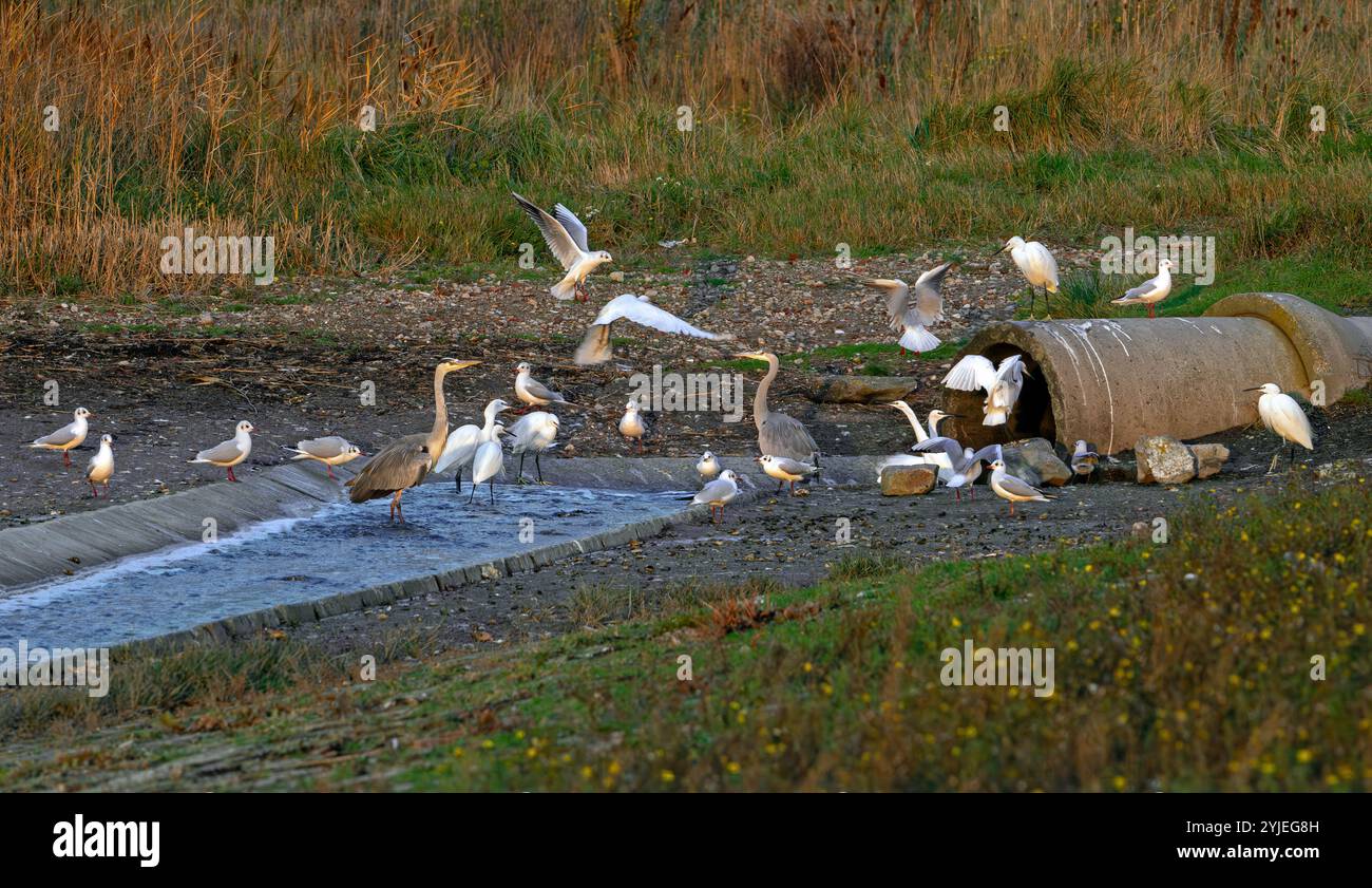 Hérons gris, goélands et petites aigrettes attendant des petits poissons et des crustacés dans l'eau de refroidissement de la centrale nucléaire de Borssele, aux pays-Bas Banque D'Images Hérons gris, goélands et petites aigrettes attendant des petits poissons et des crustacés dans l'eau de refroidissement de la centrale nucléaire de Borssele, aux pays-Bas Banque D'Images