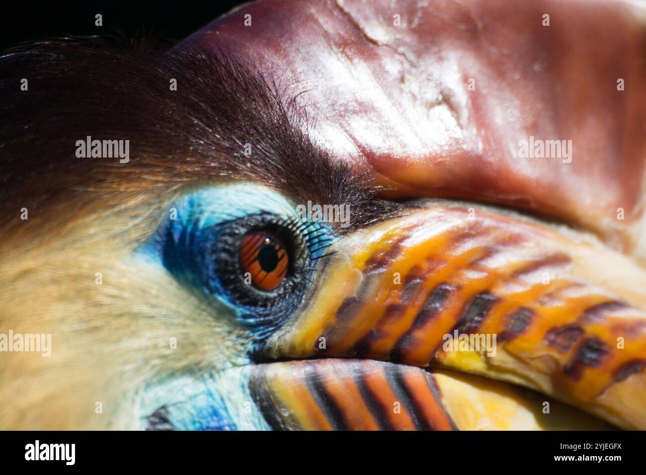 Helmeted Hornbill, nom latin Aceros cassidix., Helmhornvogel, lateinsch genannt Aceros cassidix. Banque D'Images