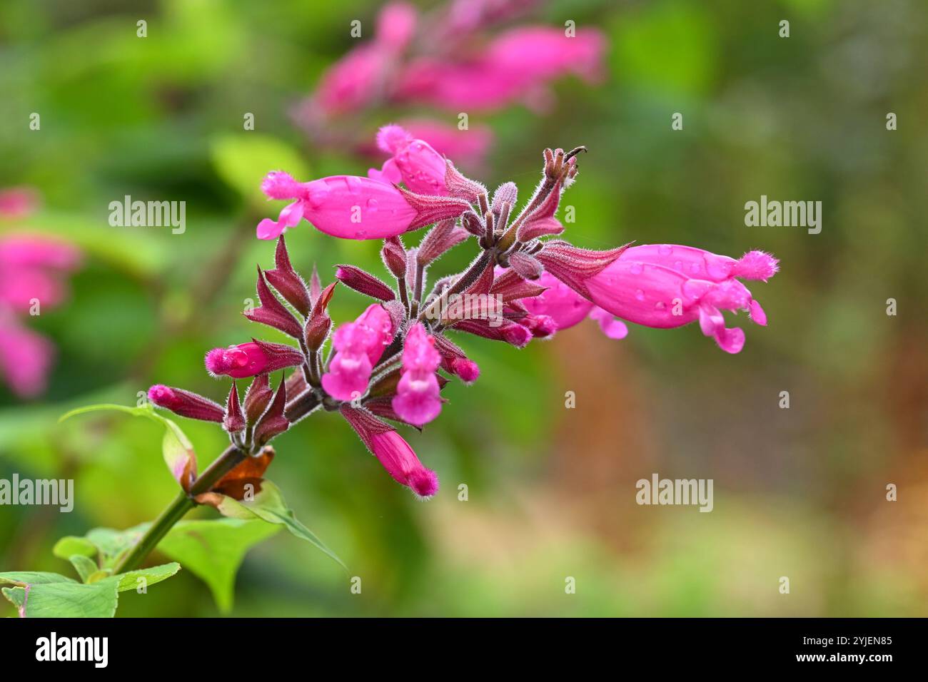 Fleurs d'automne rose vif de Salvia involucrata ou sauge à feuilles roses dans le jardin britannique octobre Banque D'Images