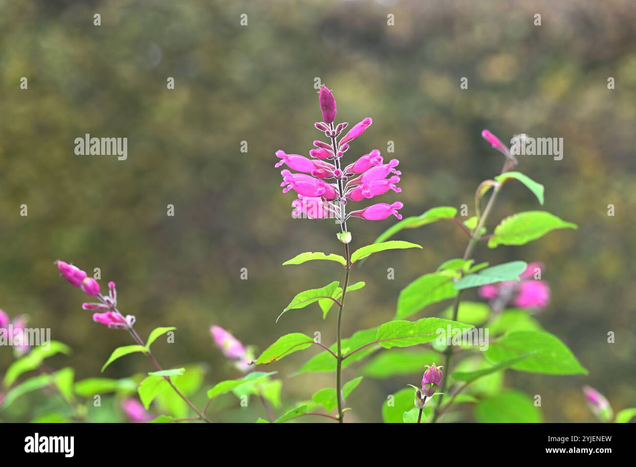 Fleurs d'automne rose vif de Salvia involucrata ou sauge à feuilles roses dans le jardin britannique octobre Banque D'Images