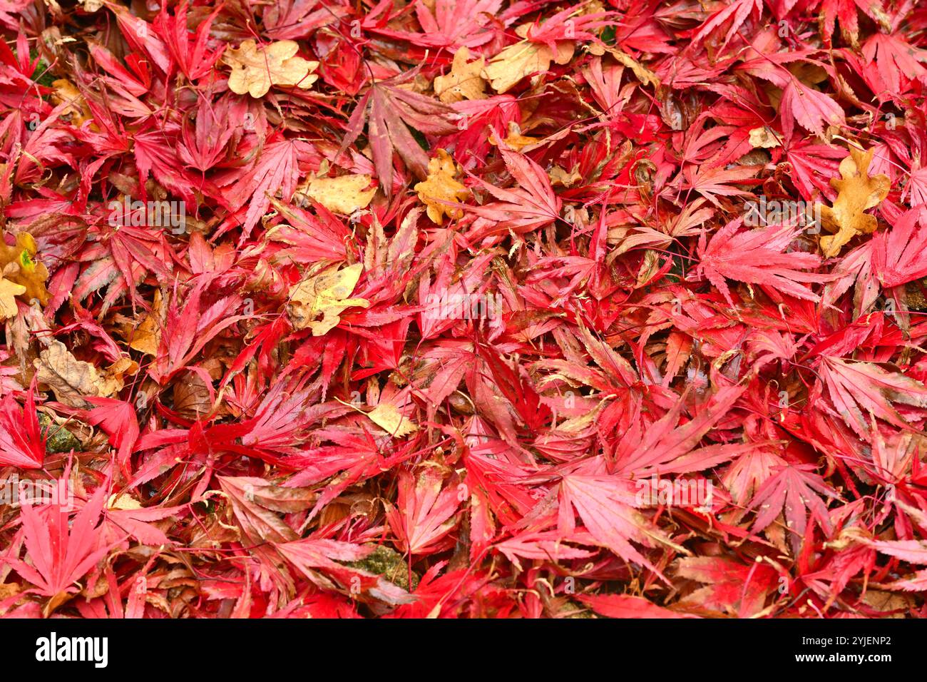 Feuilles rouges tombées d'automne de l'érable japonais, Acer palmatum UK jardin octobre Banque D'Images