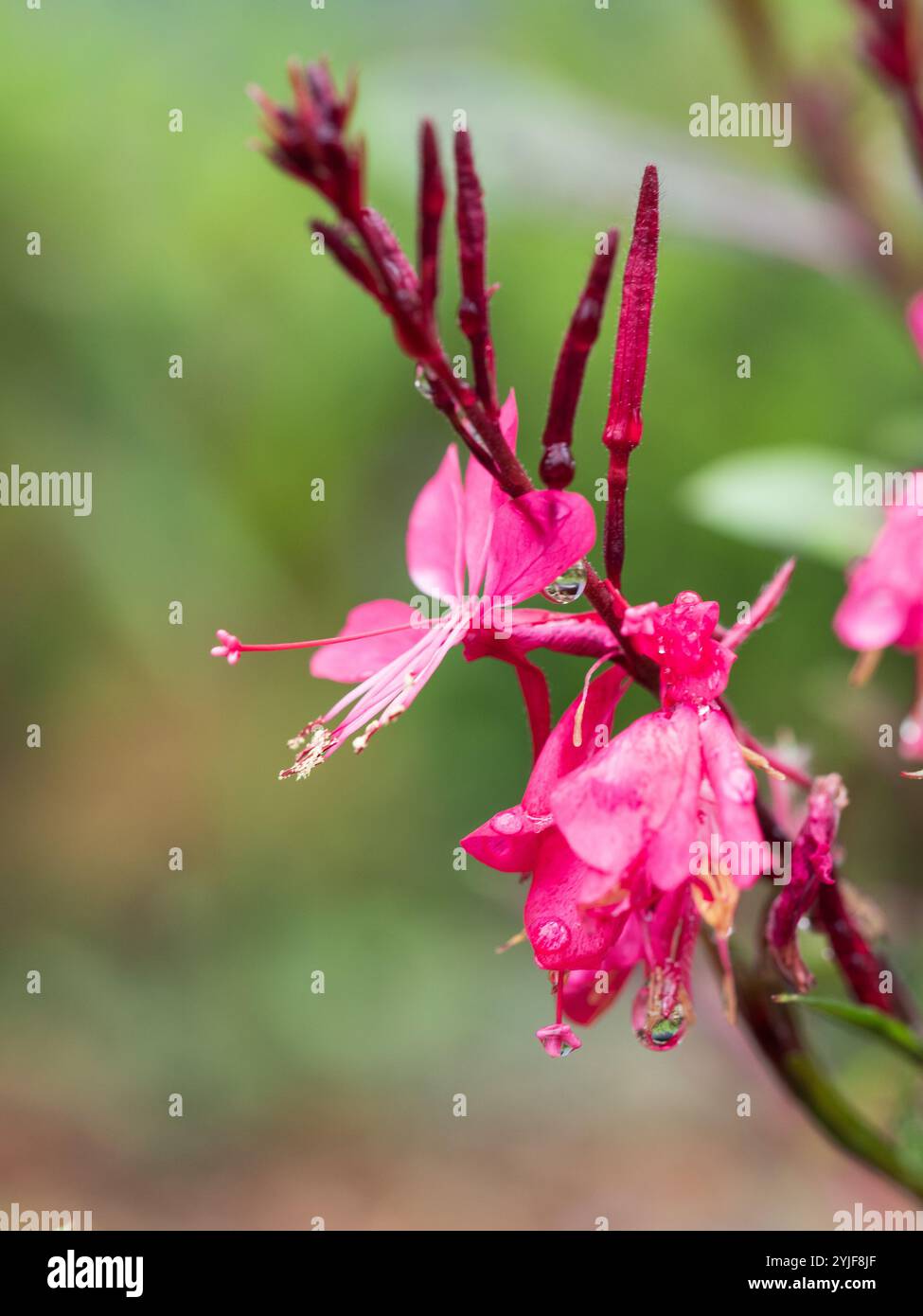 Tige de fleurs rose chaud Gaura Whirling Butterfly Bush avec des gouttelettes d'eau coulant des pétales Banque D'Images