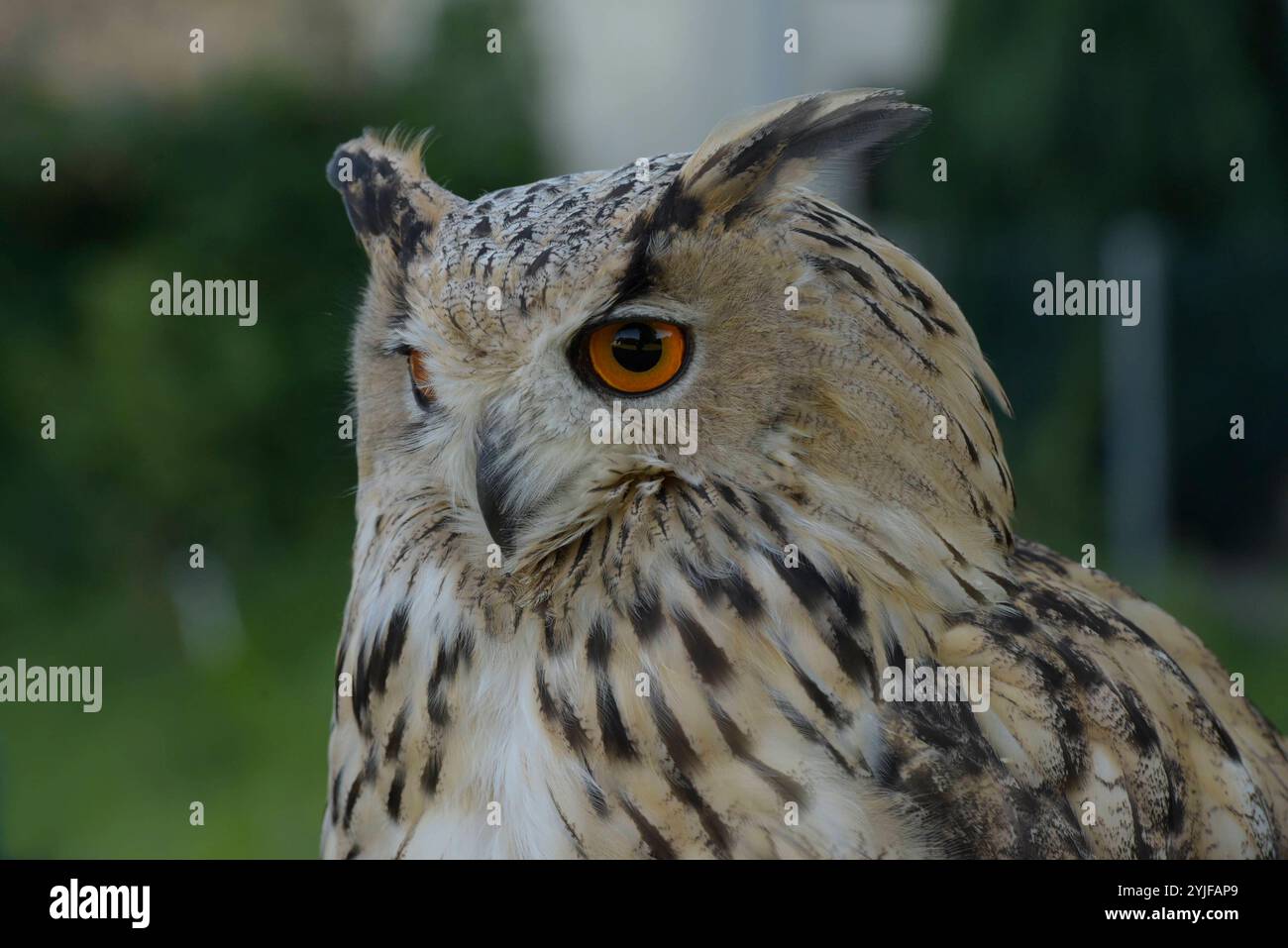 Sibirischer Uhus sind etwas größer als ihre europäischen Verwandten, sie besitzen zudem ein helleres Federkleid. Der Sibirische Uhu ist daher die weltweit größte Eulenart. Es gibt insgesamt 13 verschiedene Unterarten, welche in Größe und Gewicht variieren. Diese schönen Eulen sind nachtaktive Jäger und bevorzugen Kleinsäuger und Vögel als Nahrung. Sibirische Uhus werden im 2. Lebensjahr geschlechtsreif. Wenn Sie auf Anhieb den richtigen partenaire finden bleiben die Vögel ihr Leben lang monogam. Jedes Jahr findet dann eine brut statt, BEI der zwischen 2-4 Eier ins Nest gelegt werden. Nach einer B Banque D'Images